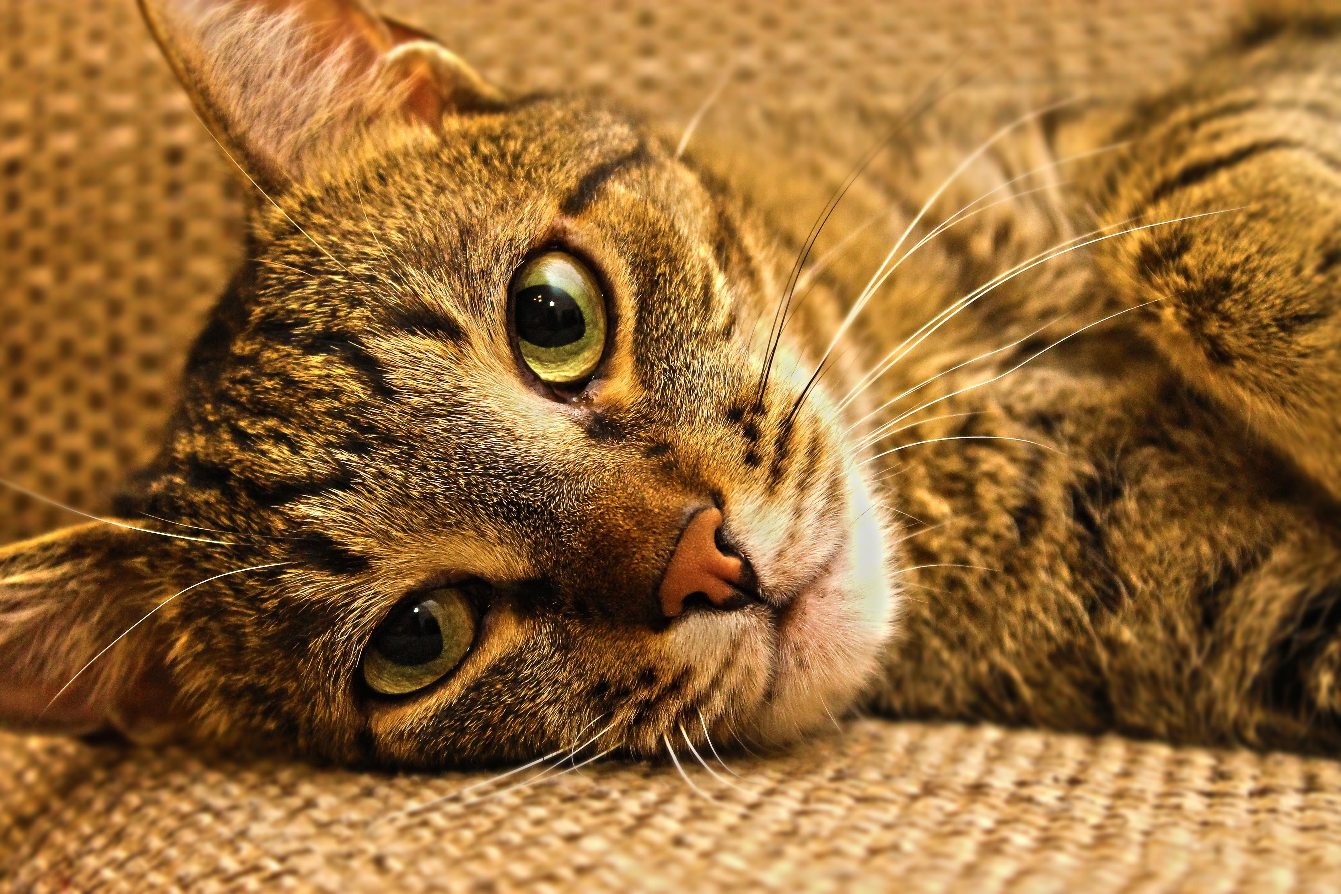 domestic cat, looking, pets, cute, animal eye, close-up, eye, animal body part, indoors, relaxation, domestic, mustache, portrait, peaceful, tabby, feline, HD Wallpaper