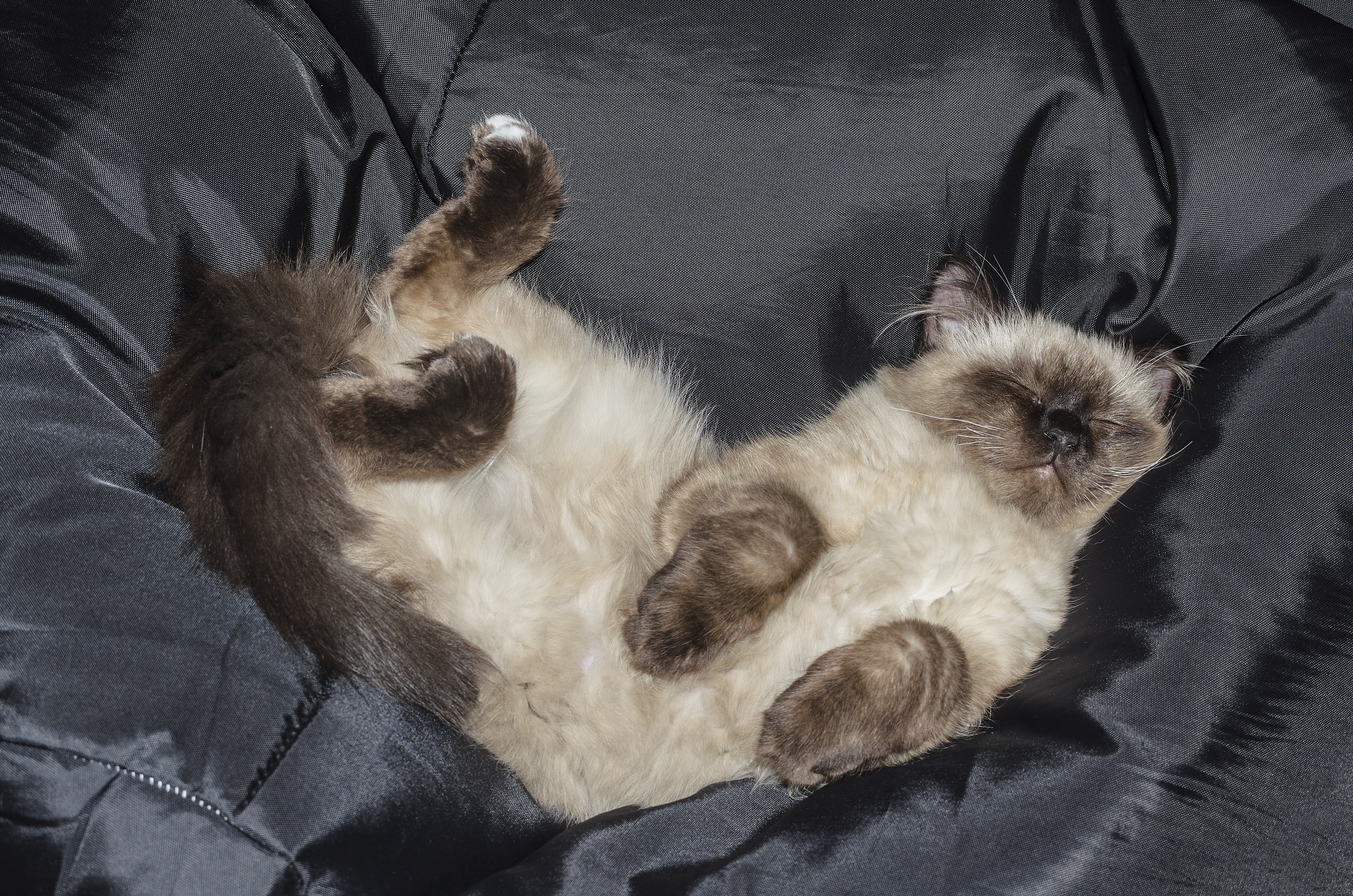 lie, indoors, animal, resting, pets, sofa, kitten, furniture, tabby kitten, sleep, relax, comfortable, feline, one animal, domestic Cat, bed, no people, HD Wallpaper