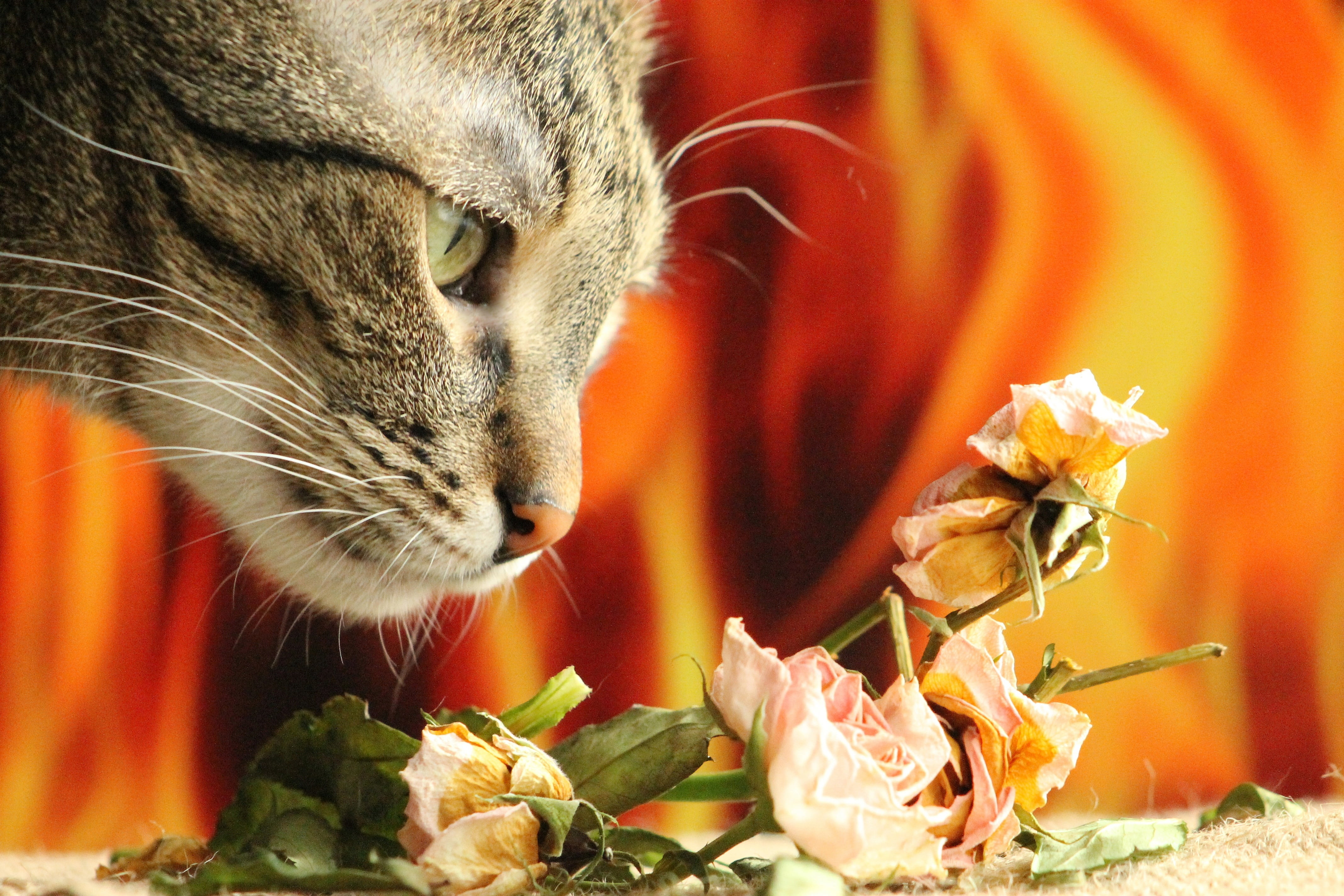 animal, one animal, mustache, tabby, beauty in nature, eye, relax, animal themes, domestic Cat, close-up, whisker, yellow, snooping, flowering plant, mammal, HD Wallpaper