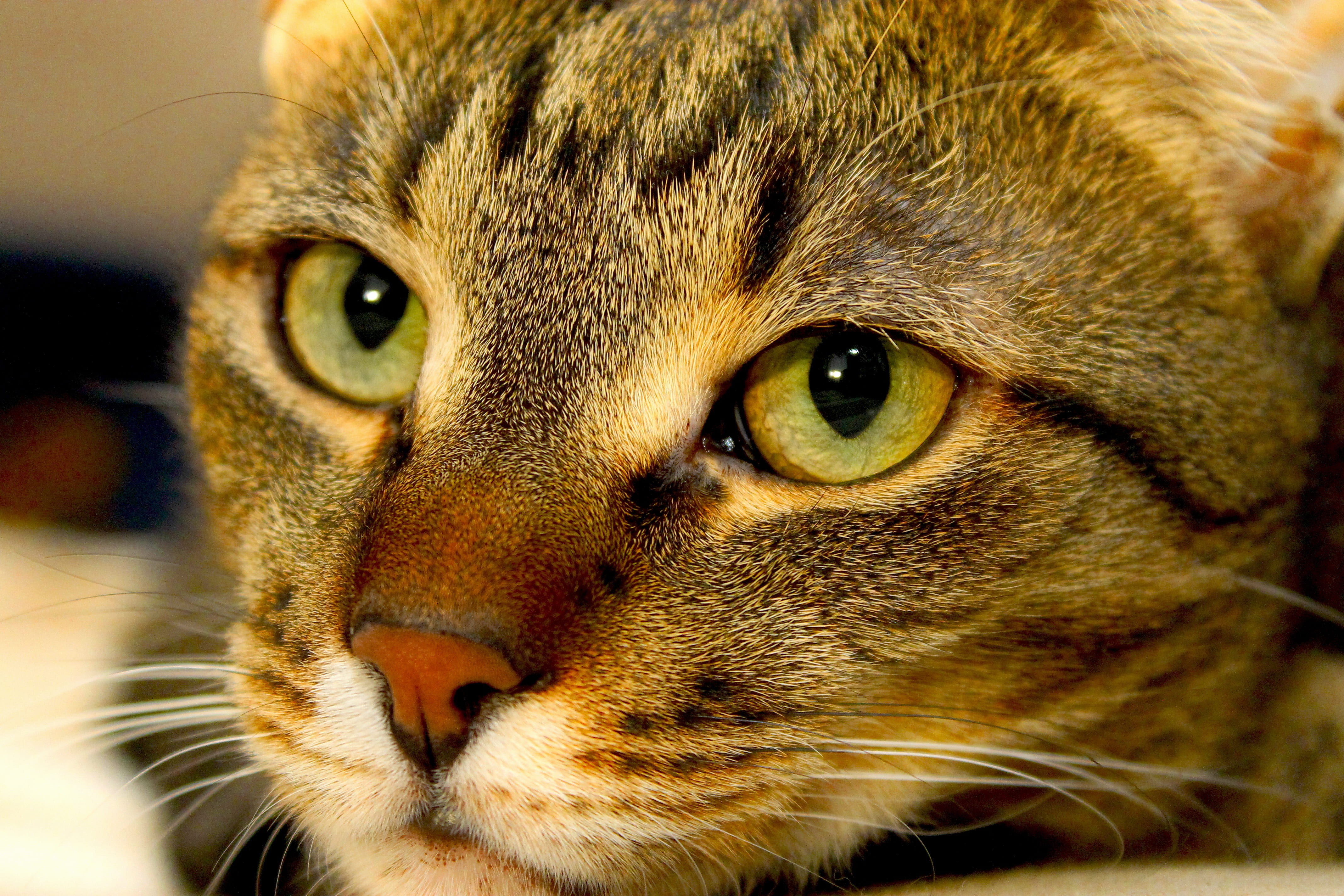 aggression, animal mouth, yellow eyes, is watching, mammal, pets, vertebrate, peaceful, cute, close-up, no people, indoors, whisker, animal body part, portrait, HD Wallpaper