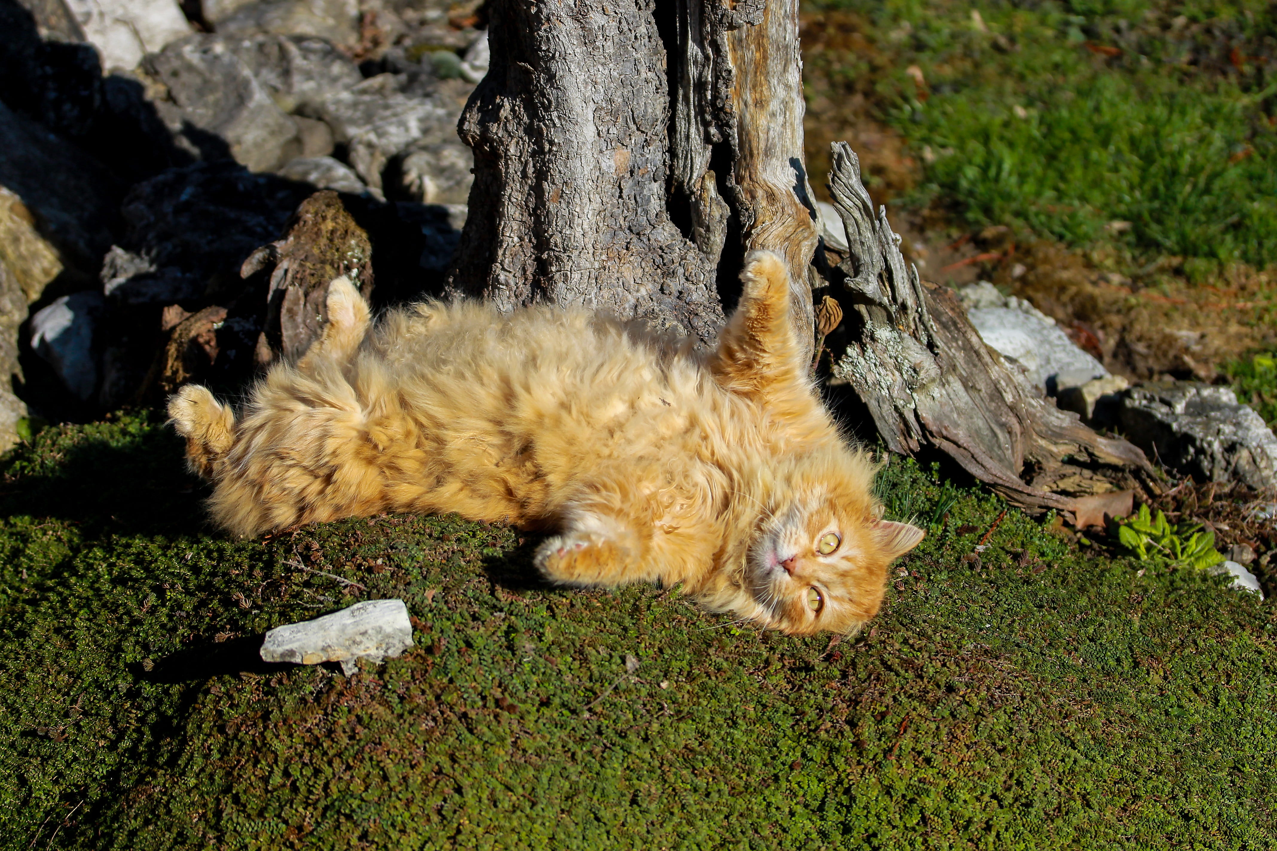 animal themes, tom-cat, red cat, plant, relaxation, feline, day, domestic cat, tree trunk, field, whisker, outdoors, mammal, 4K, garden, állatportré, my favorite, HD Wallpaper