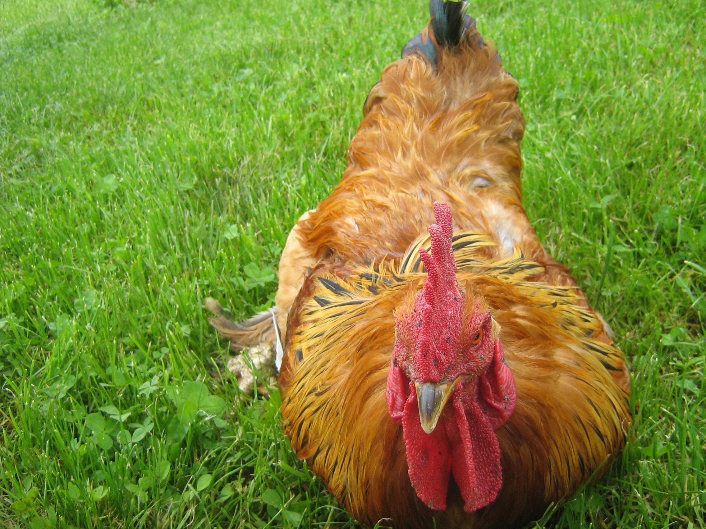 poultry, land, male animal, green color, head, day, vertebrate, no people, combs, my favorite, beak, outdoors, domestic, plant, feathered, nature, field, HD Wallpaper