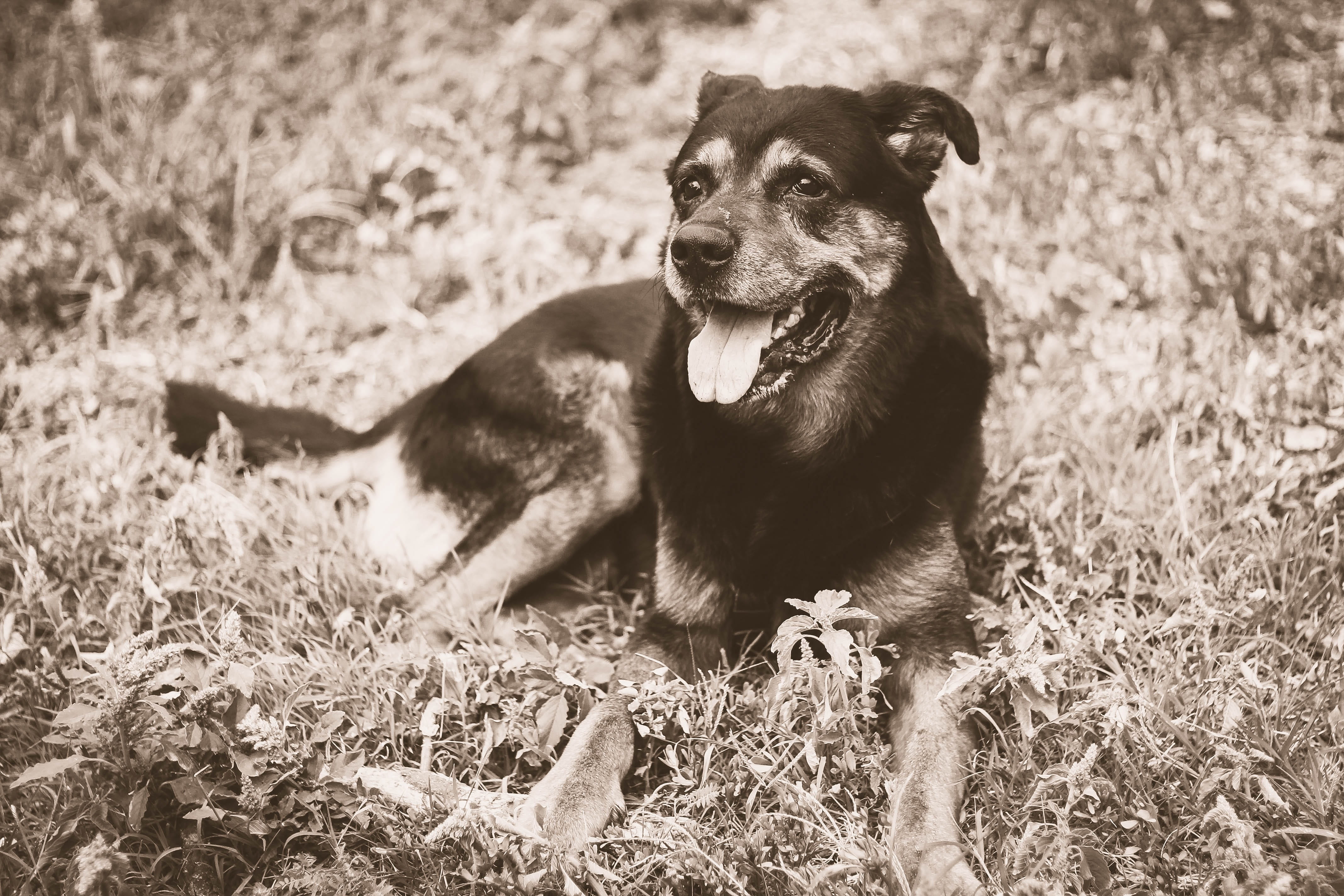 vertebrate, pets, mouth open, animal head, domestic animals, plant, no people, grass, sepia, domestic, field, mammal, animal themes, land, canine, relaxation, HD Wallpaper