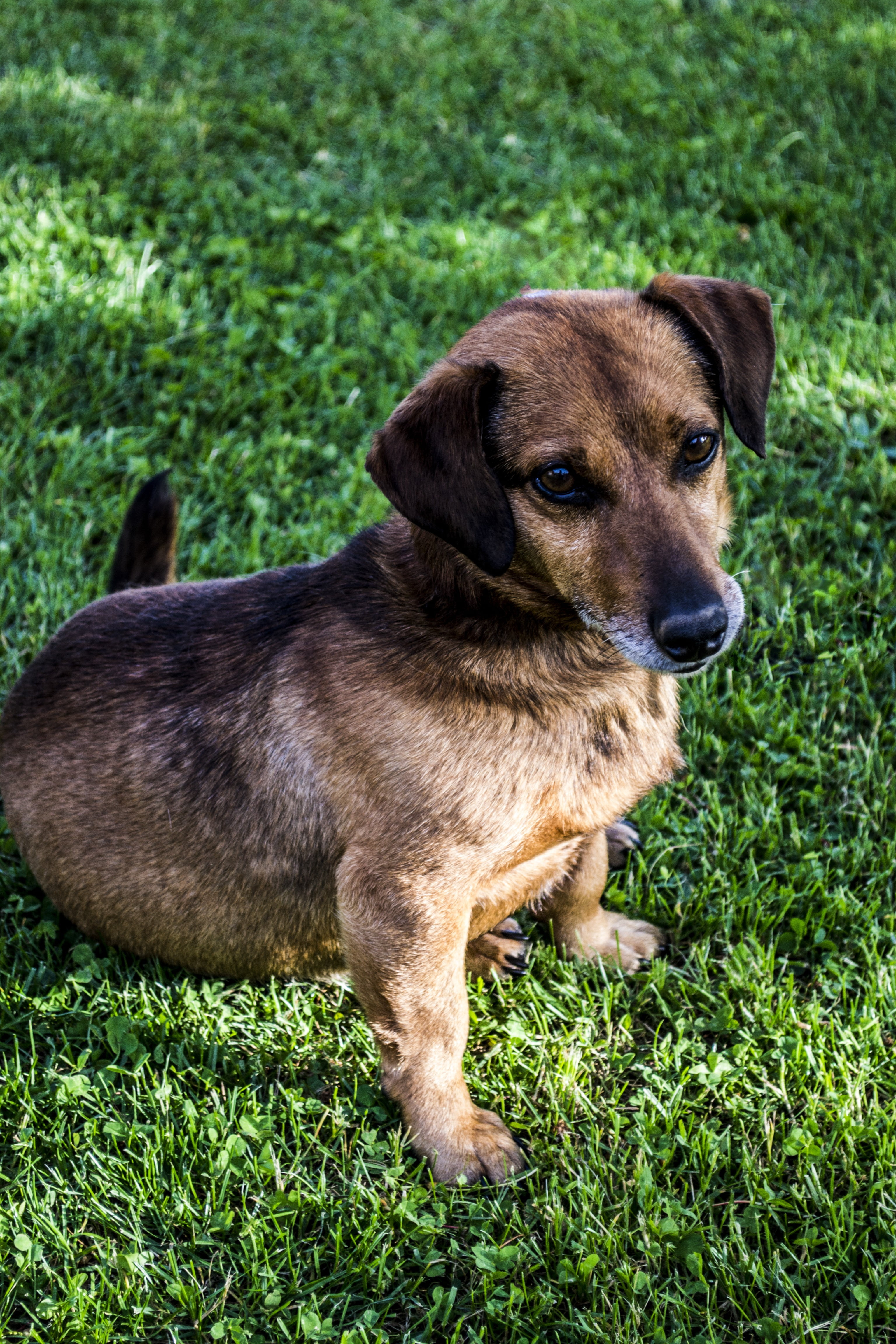my favorite, 4K, one animal, nature, puppy, green color, domestic animals, grass, plant, vertebrate, land, no people, pets, field, cute, dachshund, dog, Phone HD Wallpaper