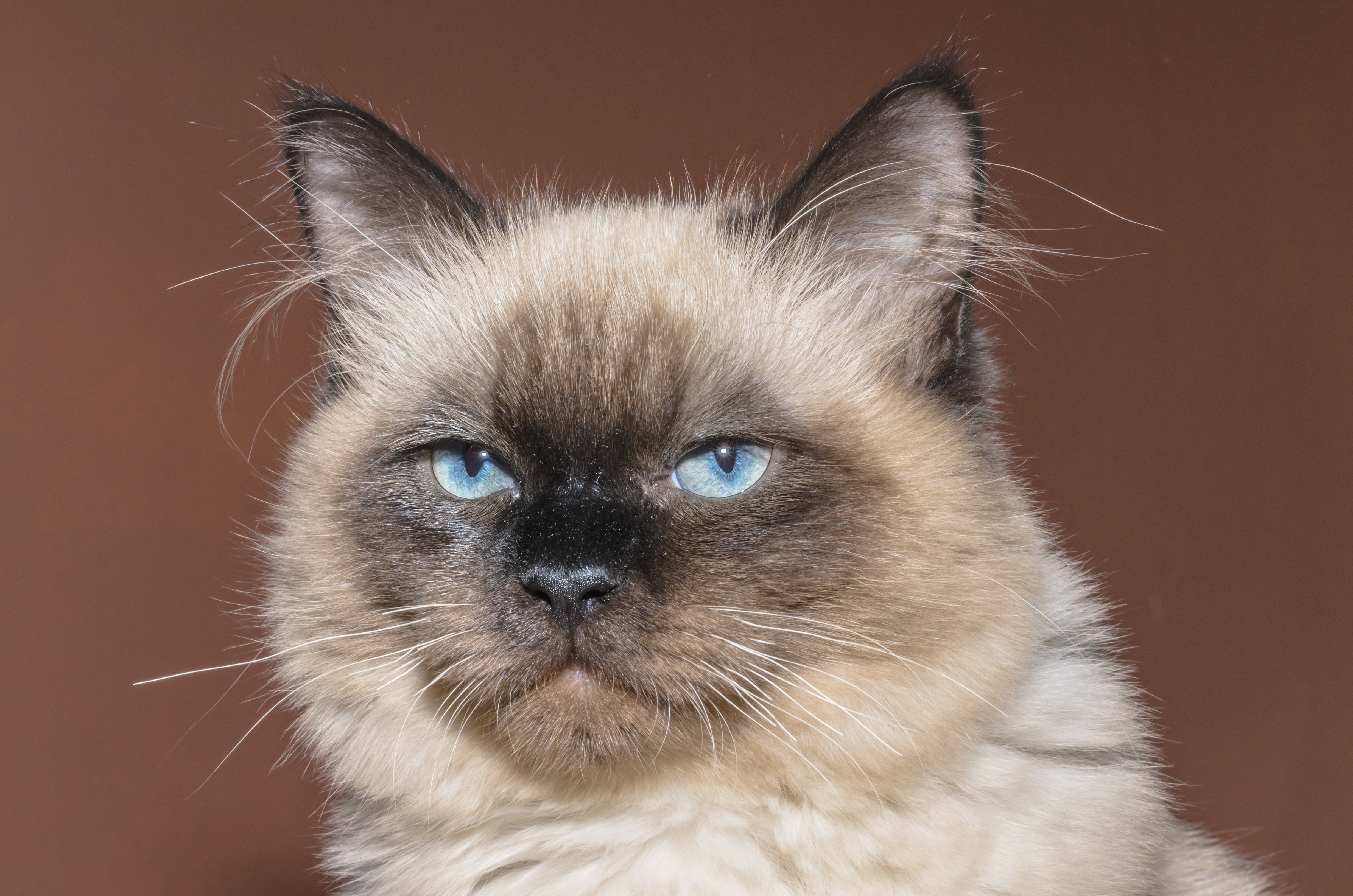 close-up, hair, profile, domestic Cat, is watching, animal themes, haired, tom-cat, mammal, eye, looking at camera, feline, cute, gotta love, animal head, HD Wallpaper