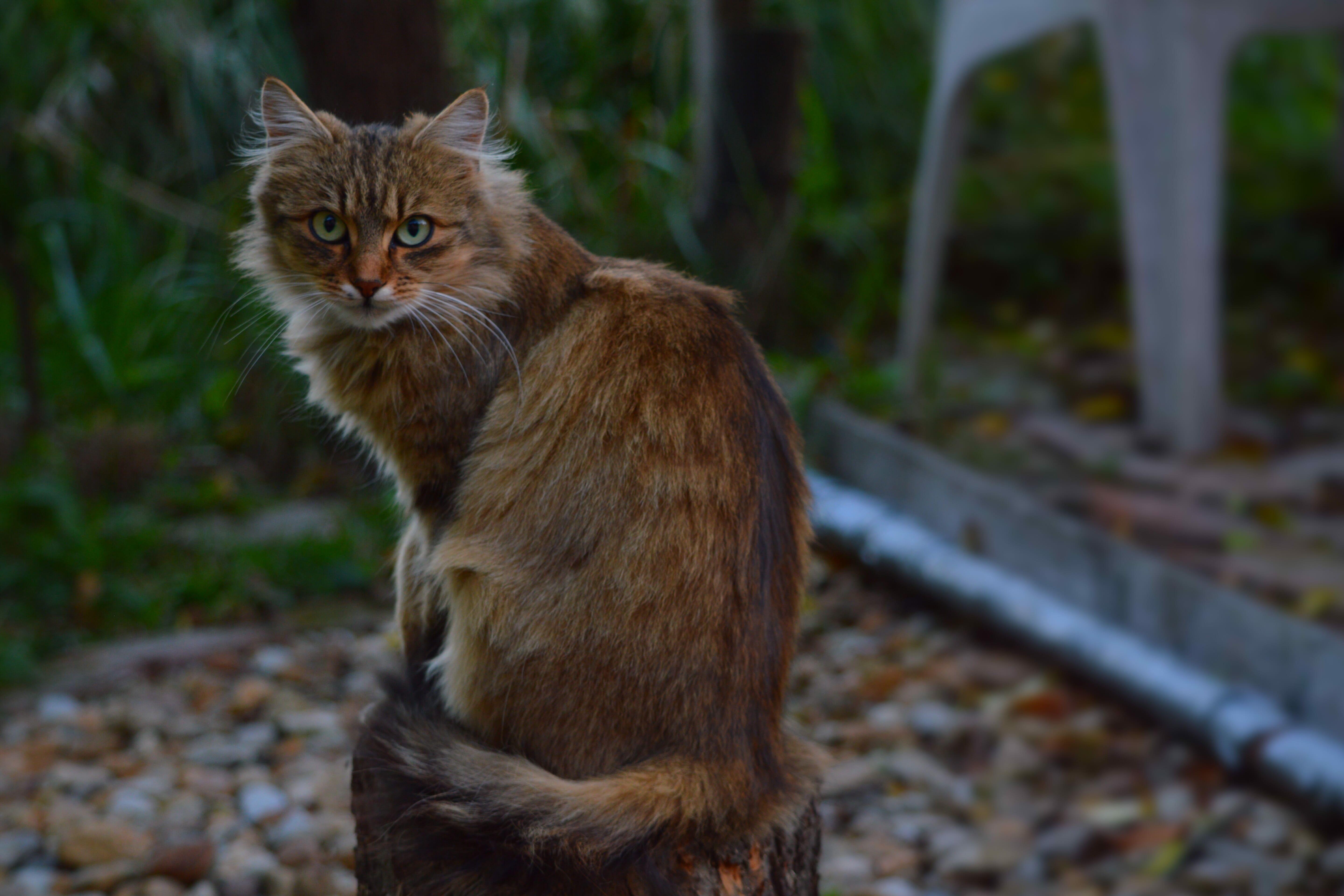 mammal, looking at camera, portrait, vertebrate, no people, kitten, pets, day, my favorite, hair, animal, feline, domestic, 5K, domestic animals, looking, HD Wallpaper