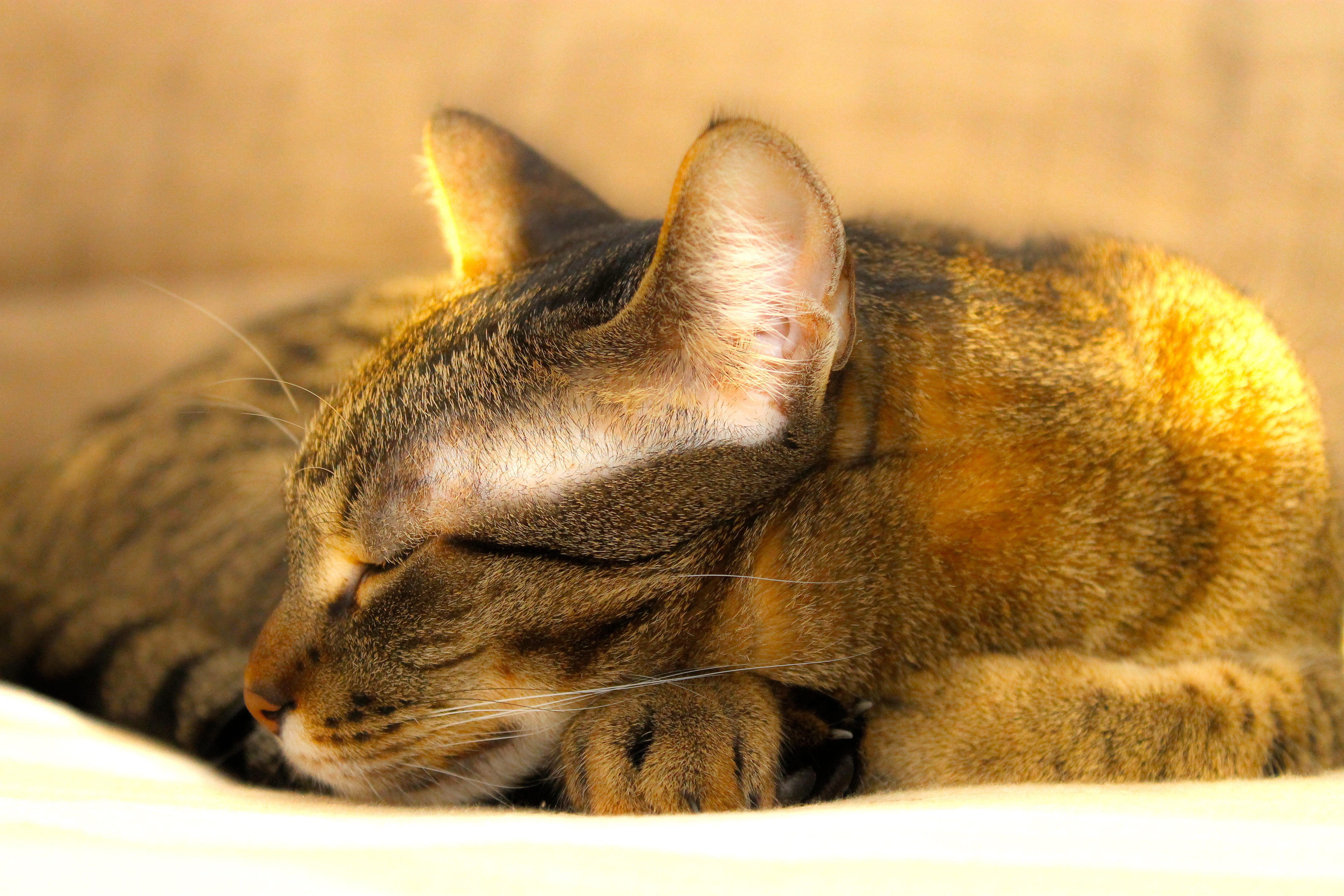  sleeping, tabby, sleeping cat, relax, lying down, animal head, animal wildlife, eyes closed, background, vertebrate, kitten, peaceful, animal body part, HD Wallpaper