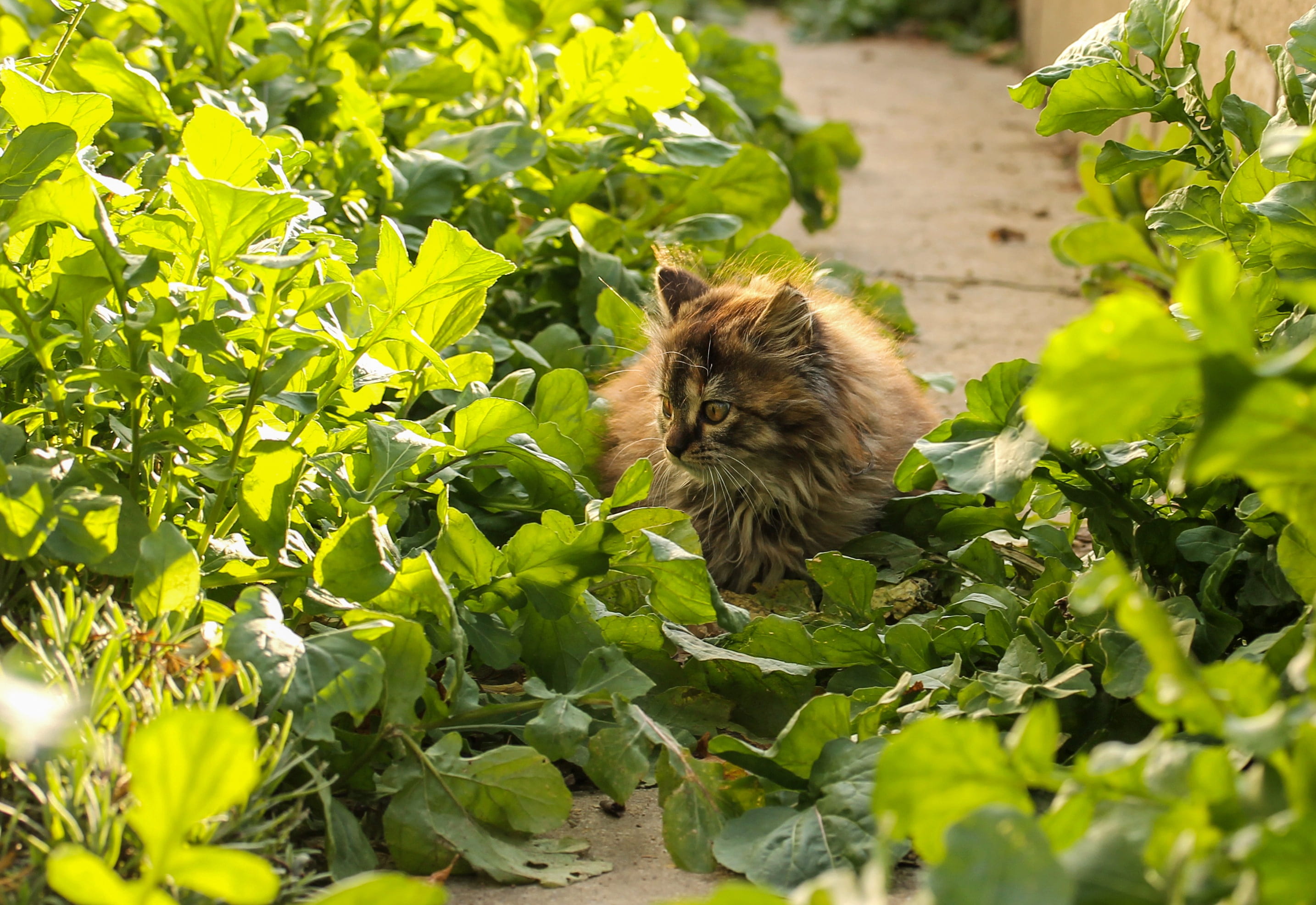 domestic, domestic animals, pets, feline, growth, domestic cat, relax, animal, one animal, my favorite, selective focus, plant, plant part, kitten, cute, HD Wallpaper