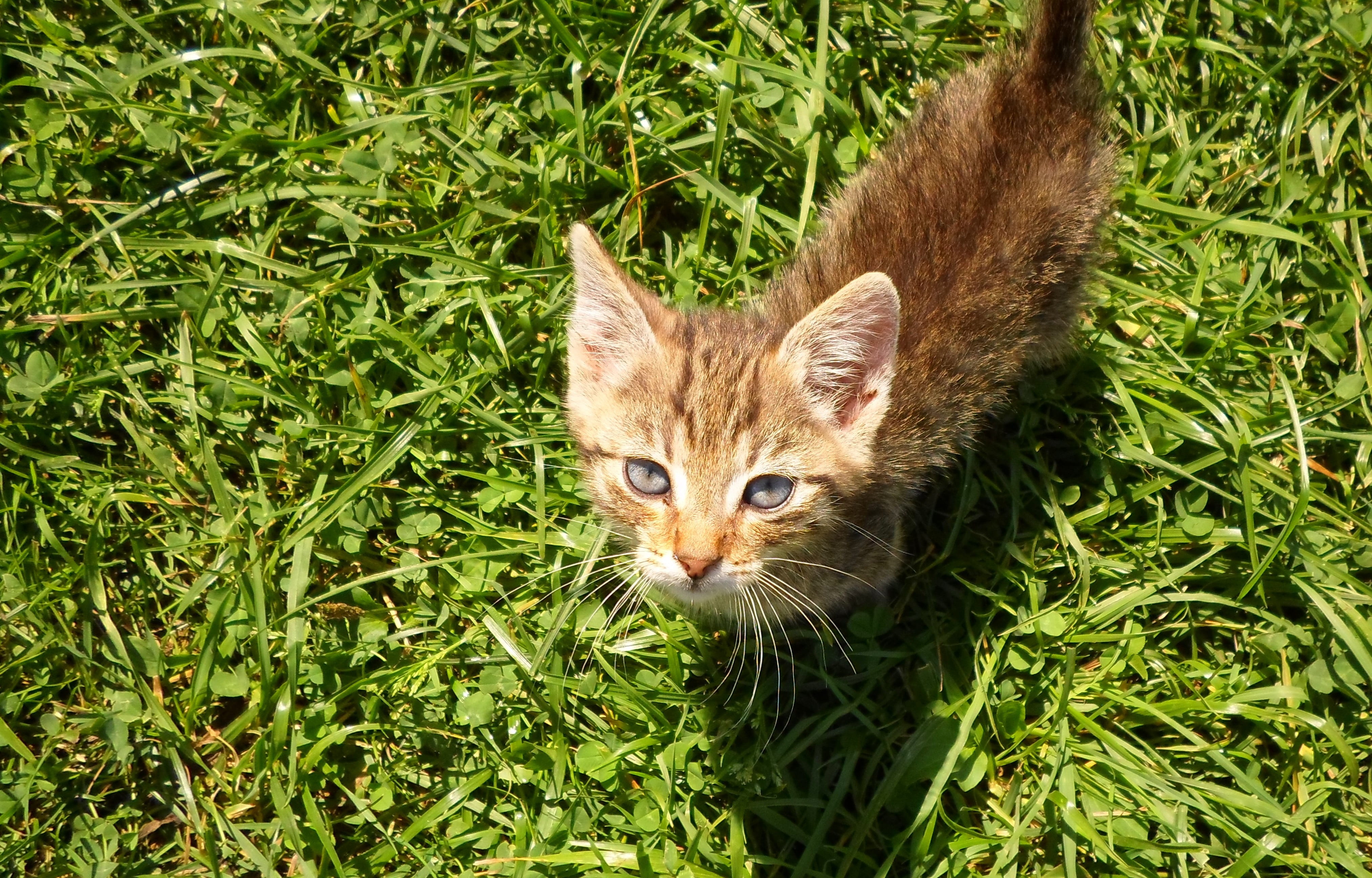 portrait, calm, domestic, cat, is watching, mood, animal themes, 4K, green eye, mustache, friendly, nature, hair, rest, plant, cat head, mammal, land, HD Wallpaper