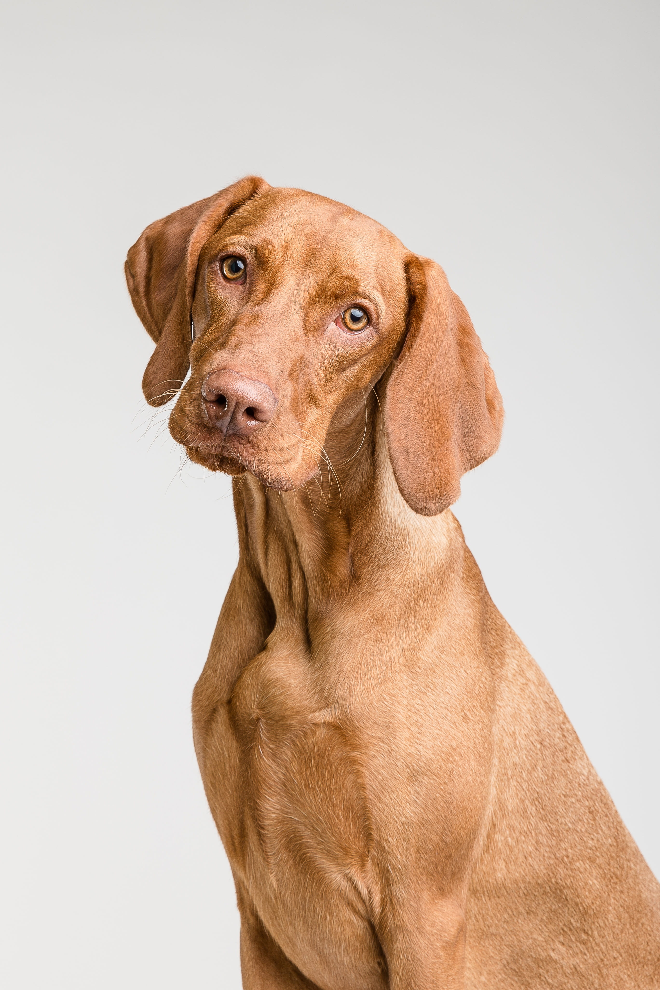 staring, weimaraner, portrait, one animal, looking, studio, my favorite, cut out, white background, studio shot, camera, vertebrate, brown, close-up, mammal, Phone HD Wallpaper