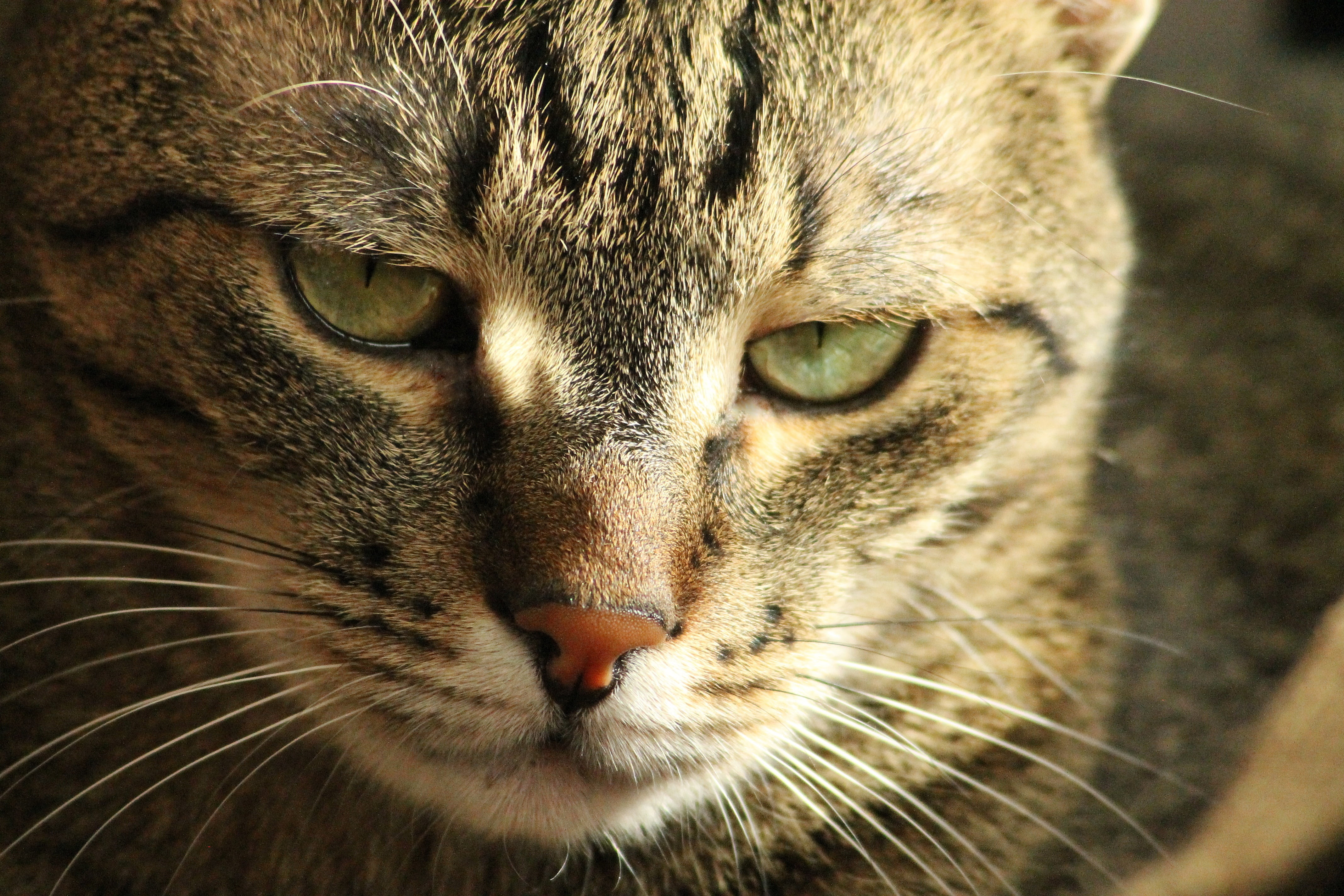 no people, animal themes, one animal, animal eye, cute, animal body part, 4K, aggression, animal head, eye, close-up, pets, cat, nose, sleepy, looking at camera, HD Wallpaper