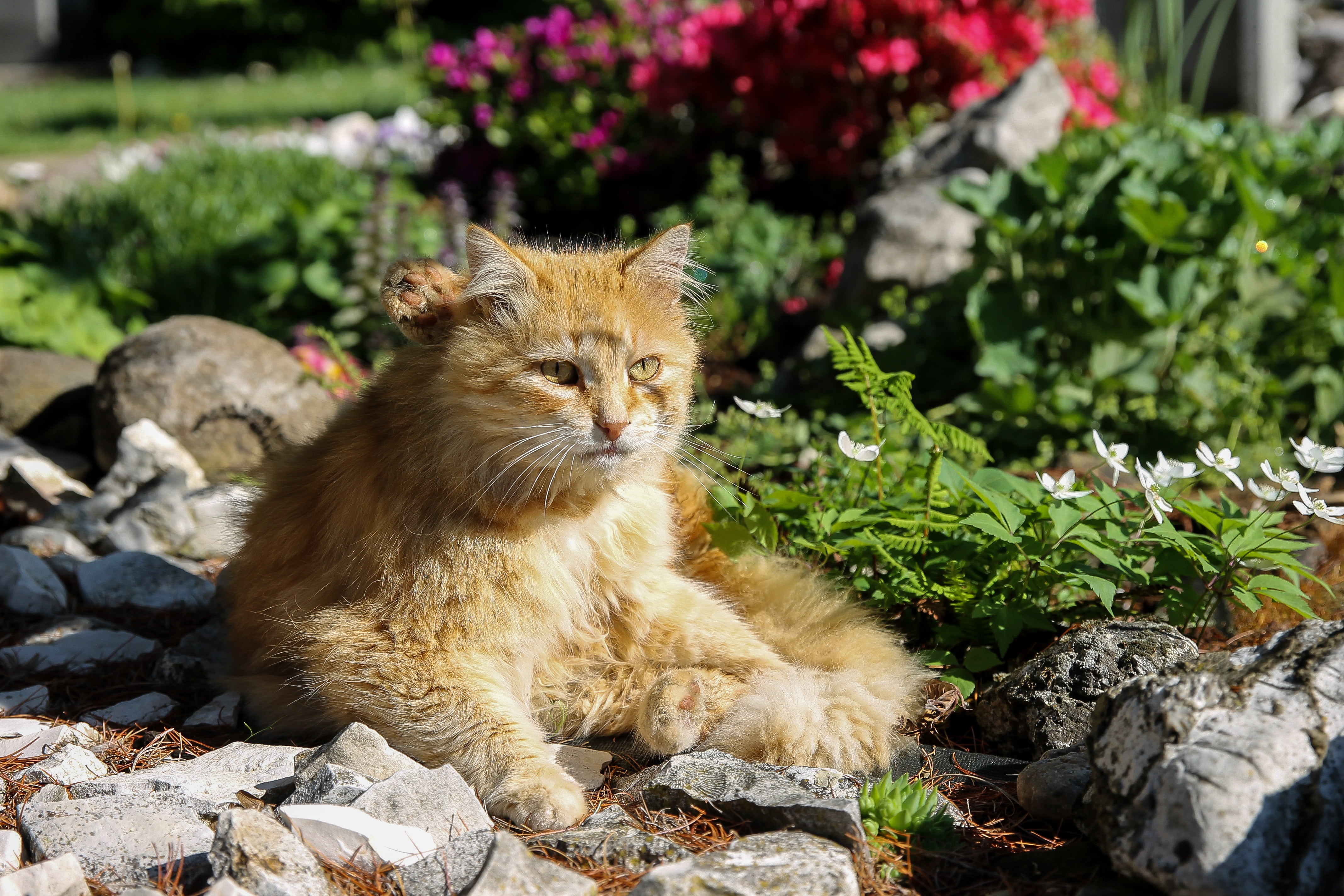 domestic animals, rock, domestic cat, rock - object, whisker, kitten, no people, looking, maine coon cat, animal, day, pets, plant, my favorite, állatportré, HD Wallpaper