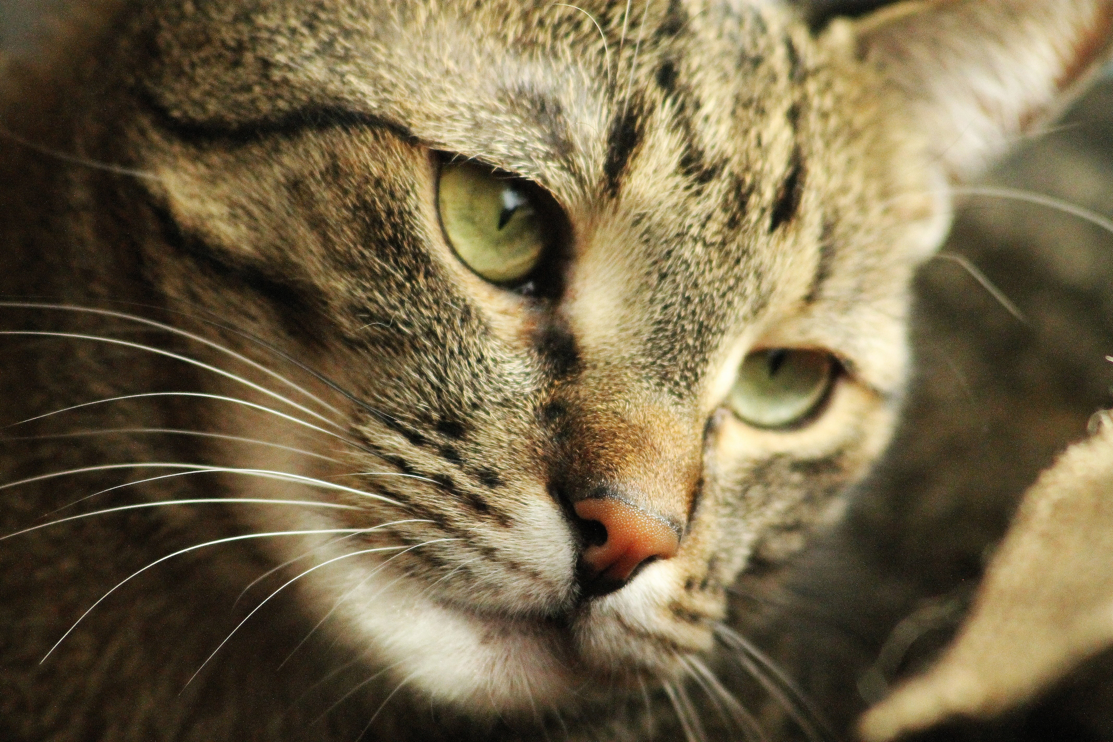 sleepy, animal eye, animal themes, animal, looking, tabby, domestic, fur, one animal, whisker, 4K, eye, aggression, nose, domestic animals, animal head, HD Wallpaper