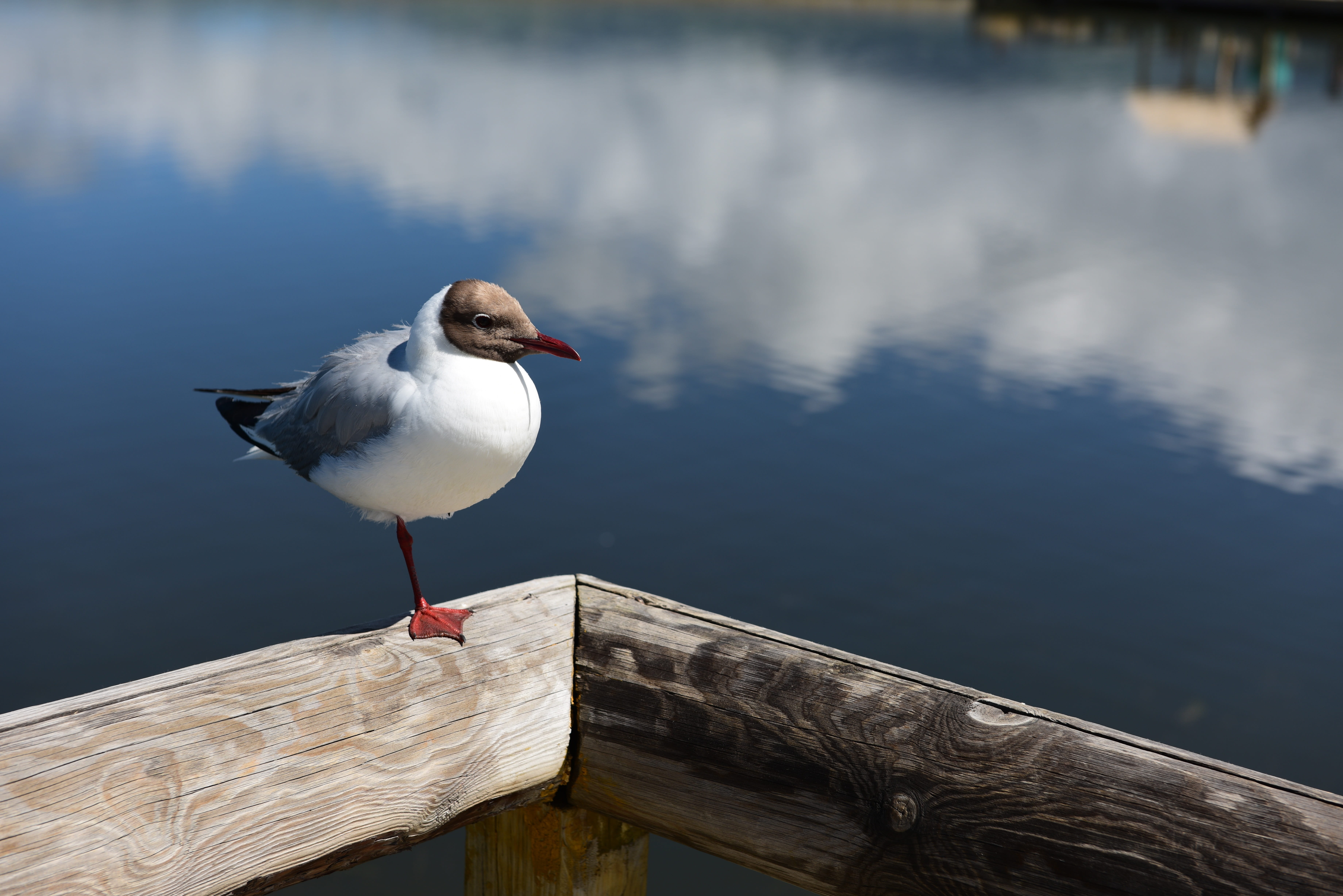 water, alone, 5K, palestinian sound brook, swan lake, one animal, seagull, lake, in xinjiang, nature, outdoors, rest, animal themes, wood - material, bird, HD Wallpaper