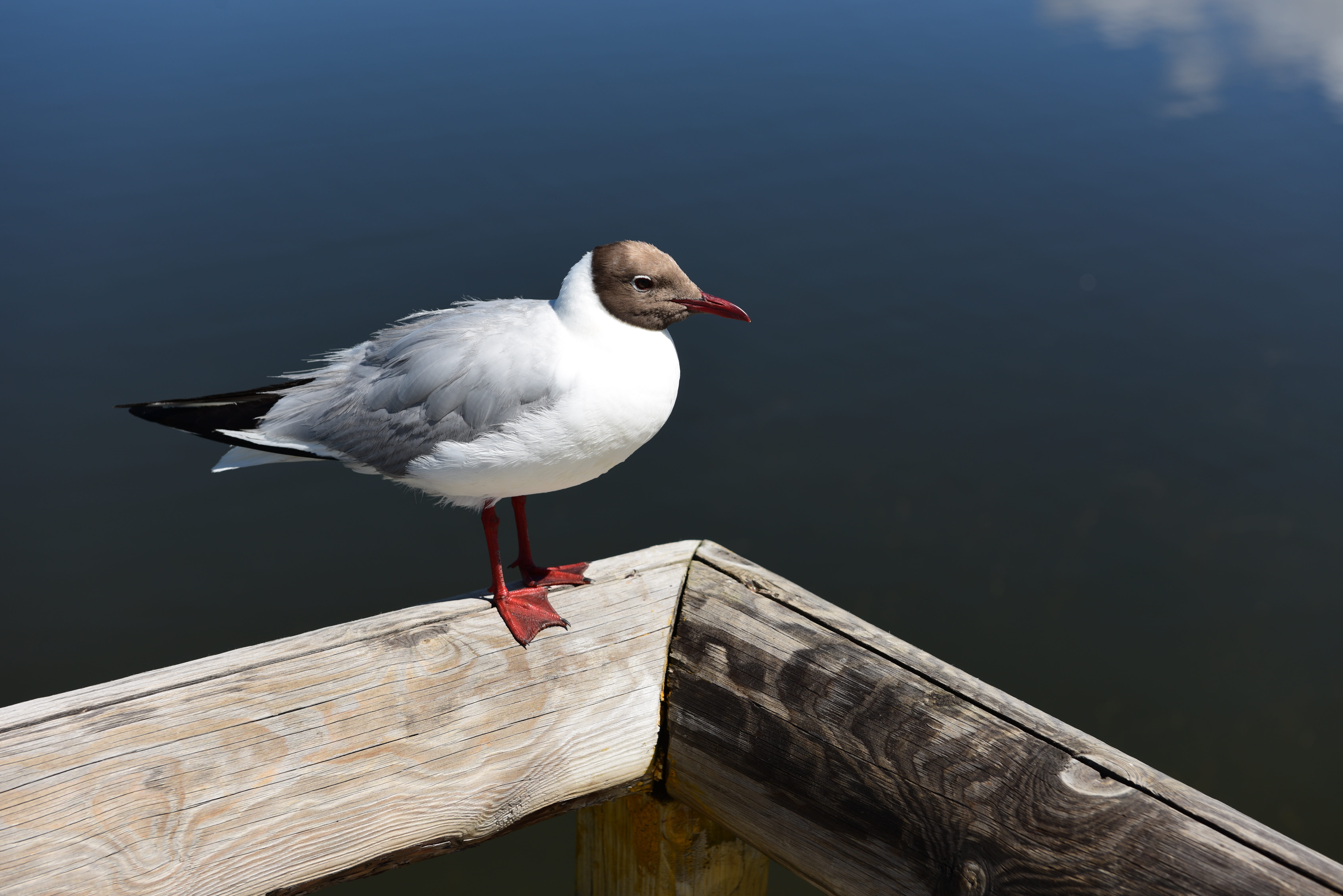 nature, lake, water, vertebrate, animal wildlife, rest, seagull, alone, serenity, no people, railing, animal themes, beauty in nature, sea, wood - material, HD Wallpaper