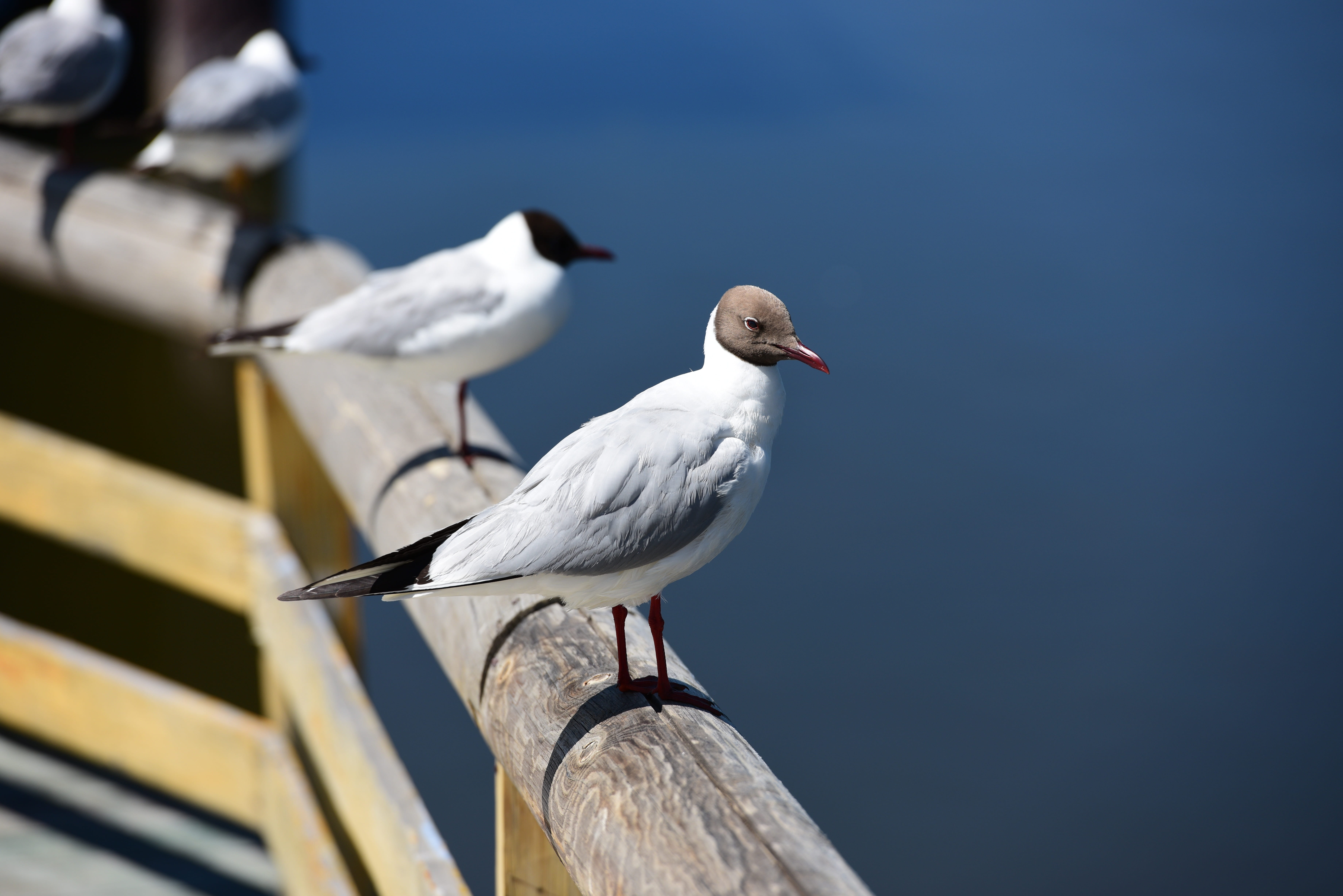 swan lake, wooden post, gull, perching, no people, bird, lake, observation, white color, clear sky, full length, vertebrate, nature, animal themes, outdoors, HD Wallpaper