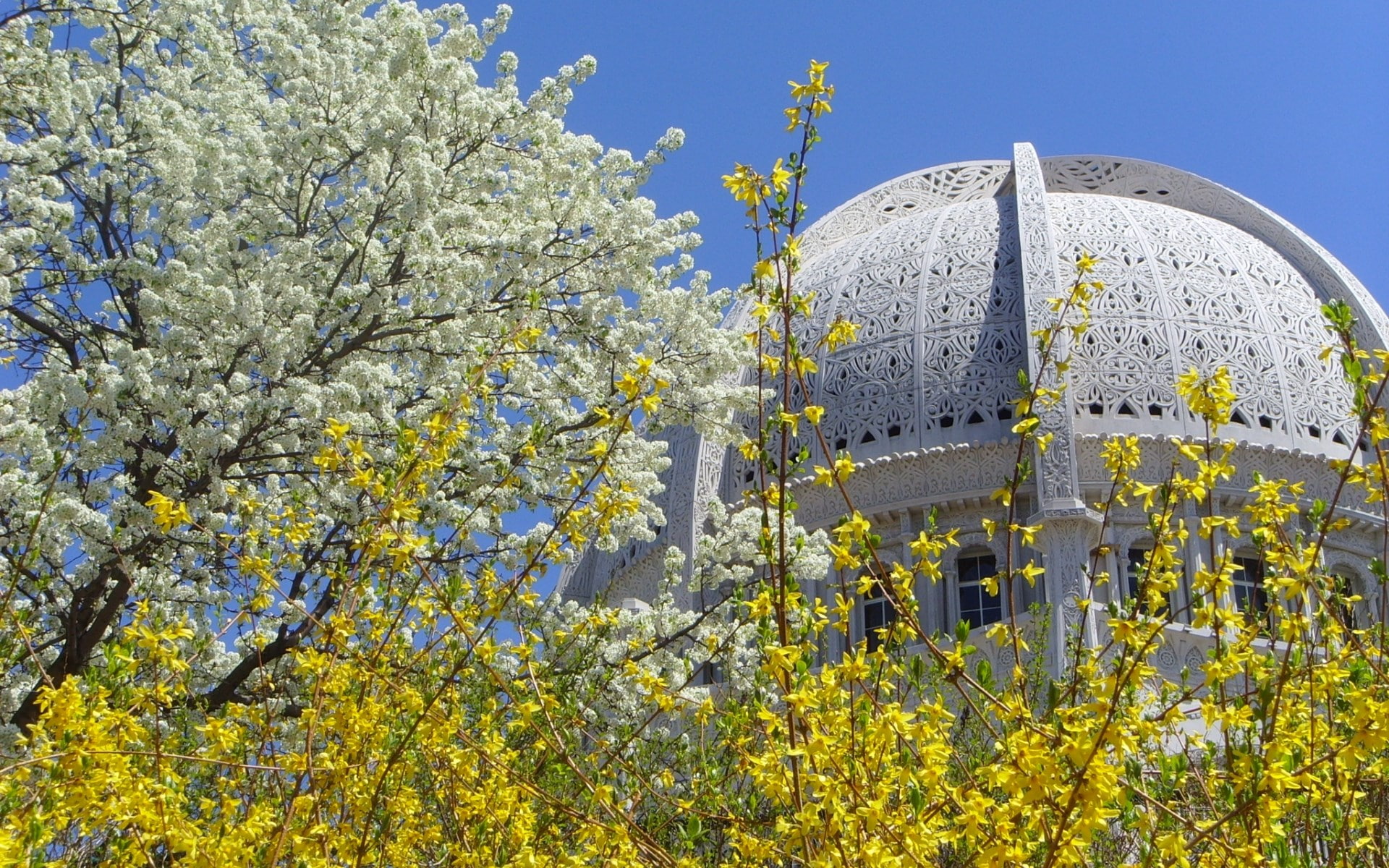 cherry blossom, blossom, nature, architecture, freshness, flower, bahai temple, travel destinations, beauty in nature, 1080P, growth, day, outdoors, built structure, HD Wallpaper