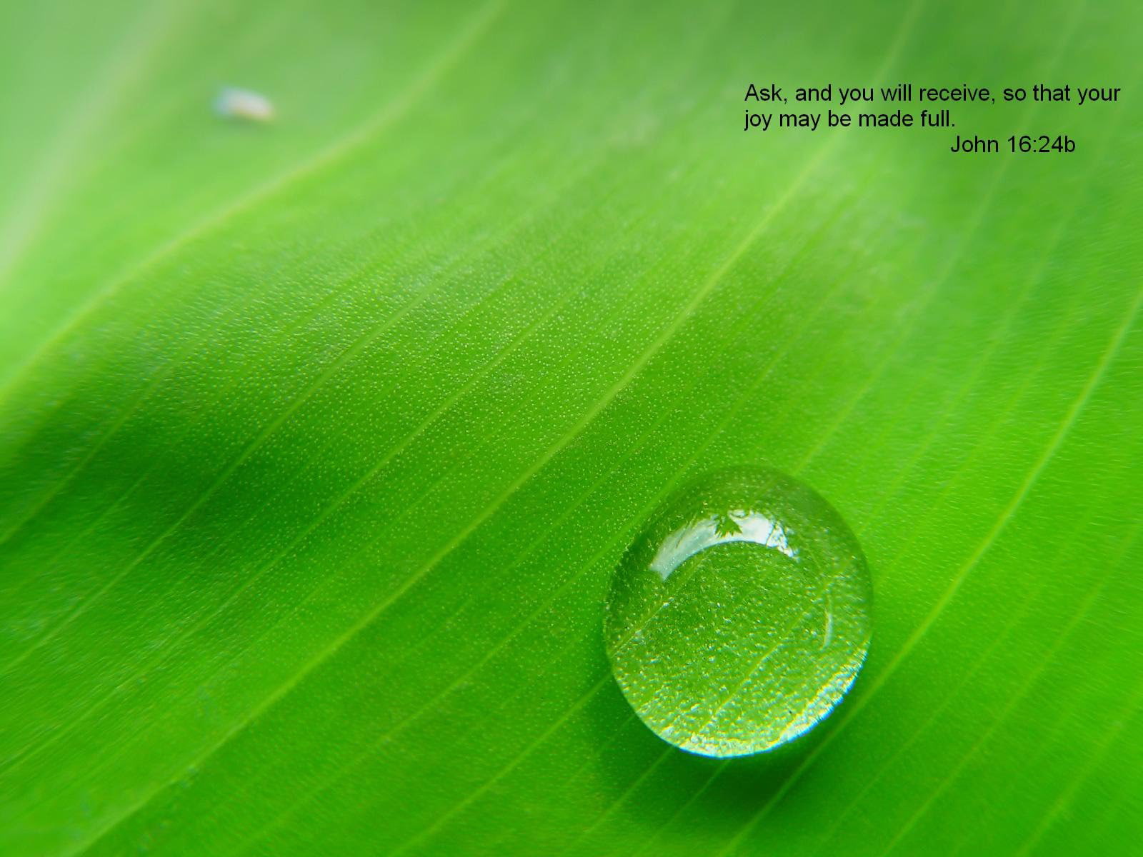 no people, selective focus, healthcare and medicine, poster, green color, religion, plant part, purity, freshness, water, extreme close-up, outdoors, 720P, HD Wallpaper