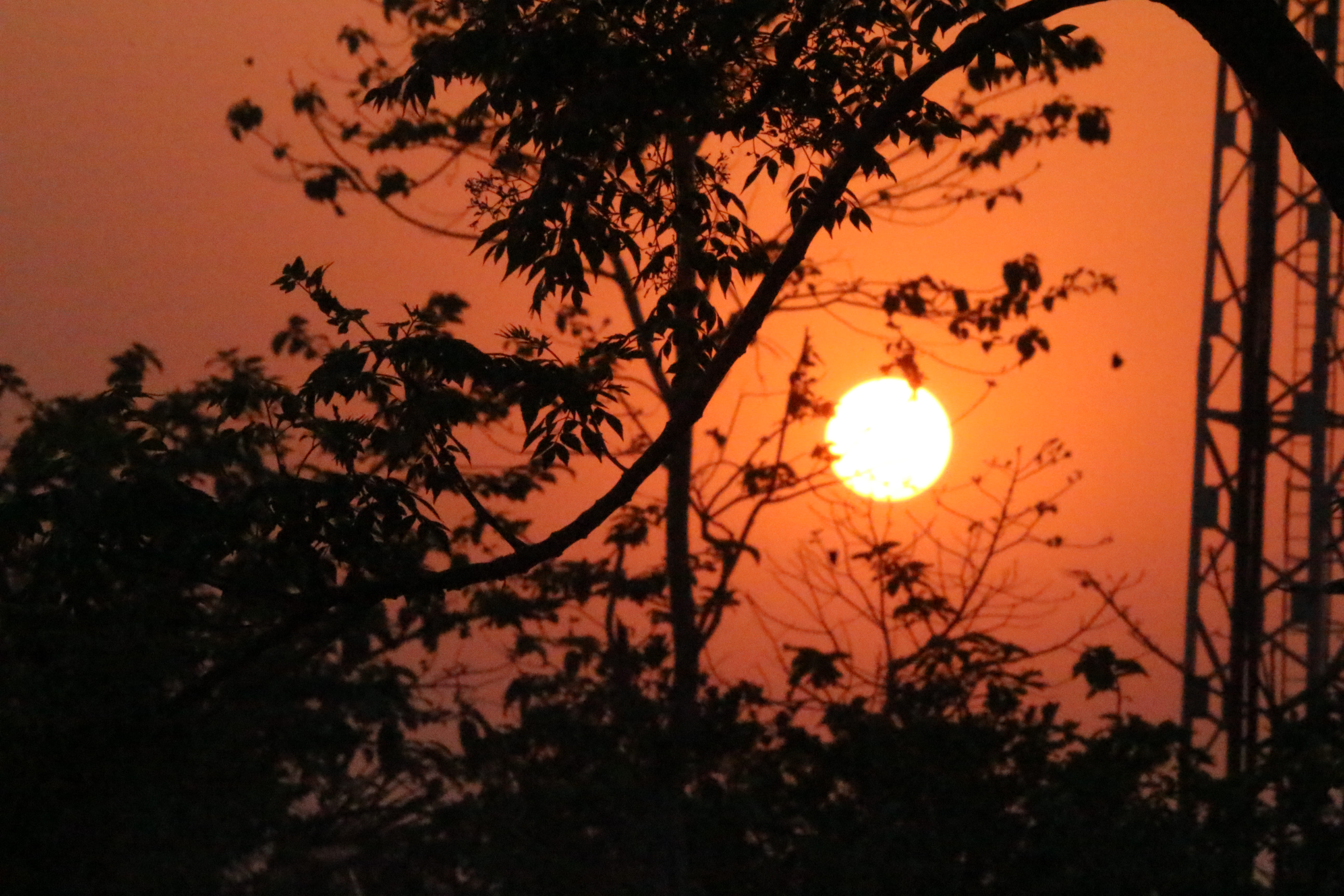 branch, outdoors, orange color, tree, india, tranquil scene, romantic sky, nature, full moon, beauty in nature, non-urban scene, sunset, no people, cloud - sky, HD Wallpaper