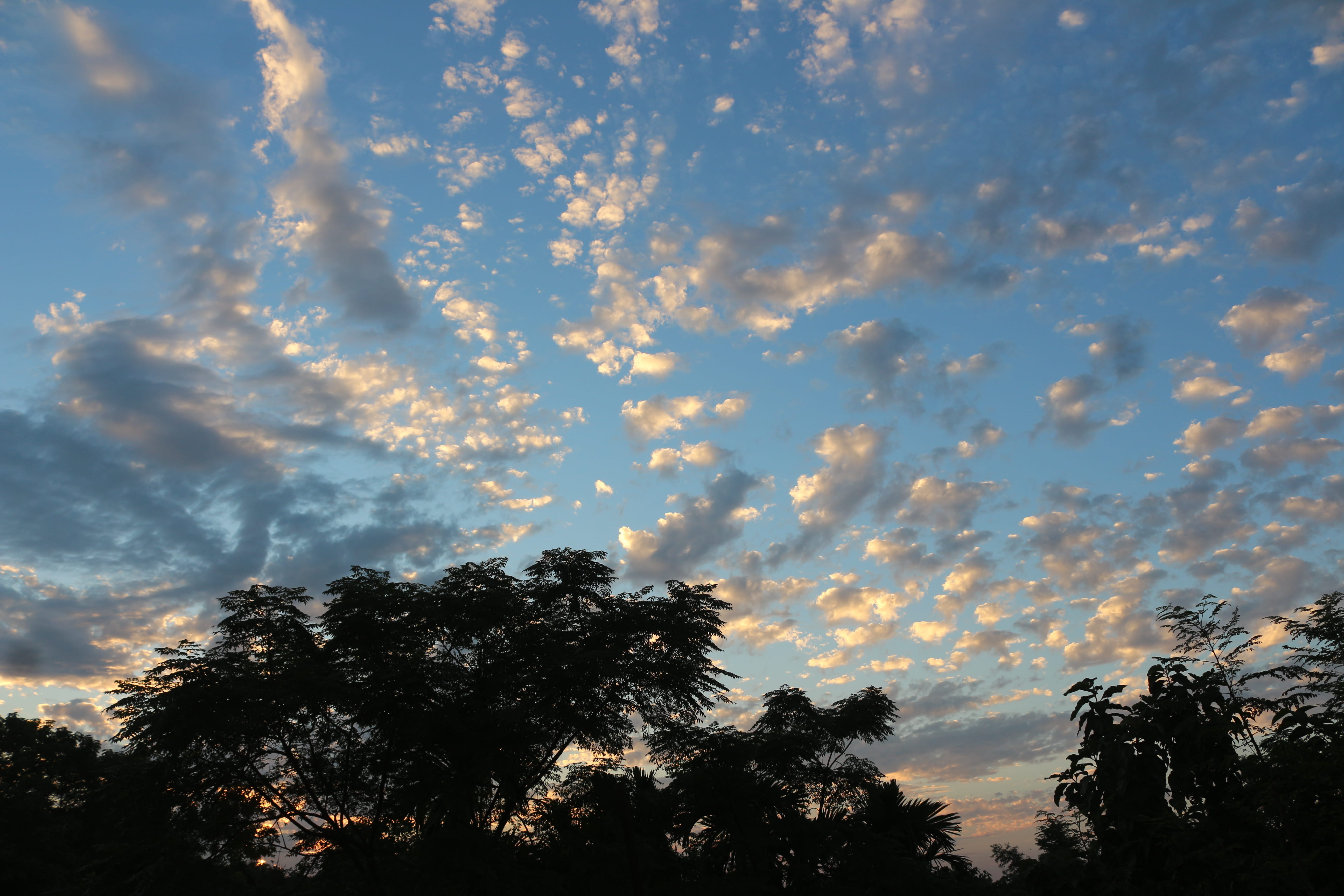 treetop, silhouette, low angle view, scenics - nature, sky, high section, sunset, beauty in nature, sunlight, day, no people, nature, 5K, cloud - sky, HD Wallpaper