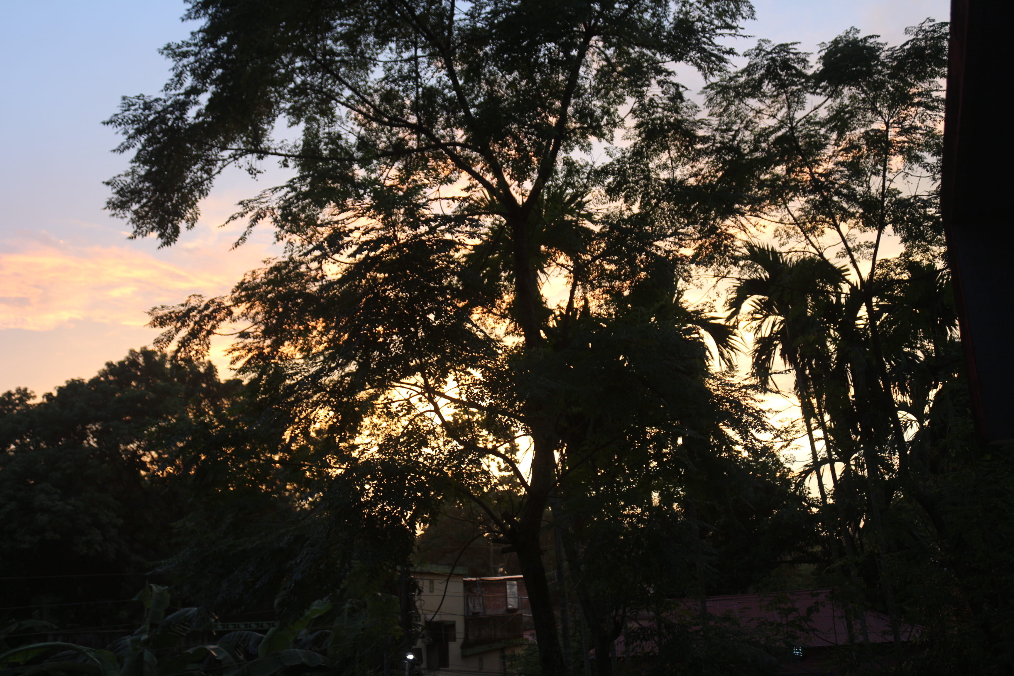 no people, sky, trunk, tree, tranquility, 2K, growth, tree trunk, scenics - nature, india, branch, built structure, beauty in nature, low angle view, sunset, HD Wallpaper