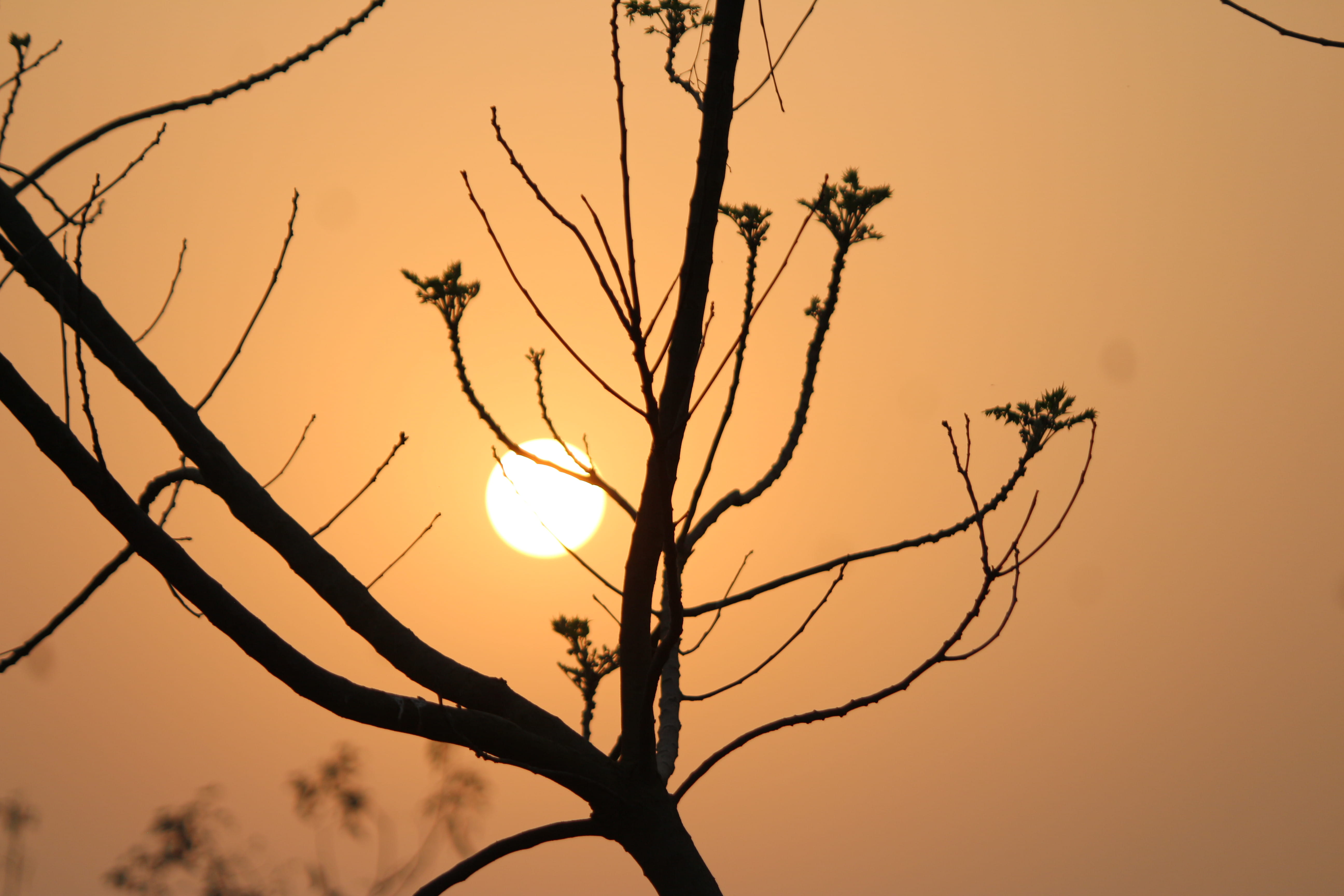outdoors, sunset, chakvrigu, sunlight, idyllic, beauty in nature, growth, tree, soumyadip sarkar, scenics - nature, bare tree, low angle view, india, orange color, HD Wallpaper