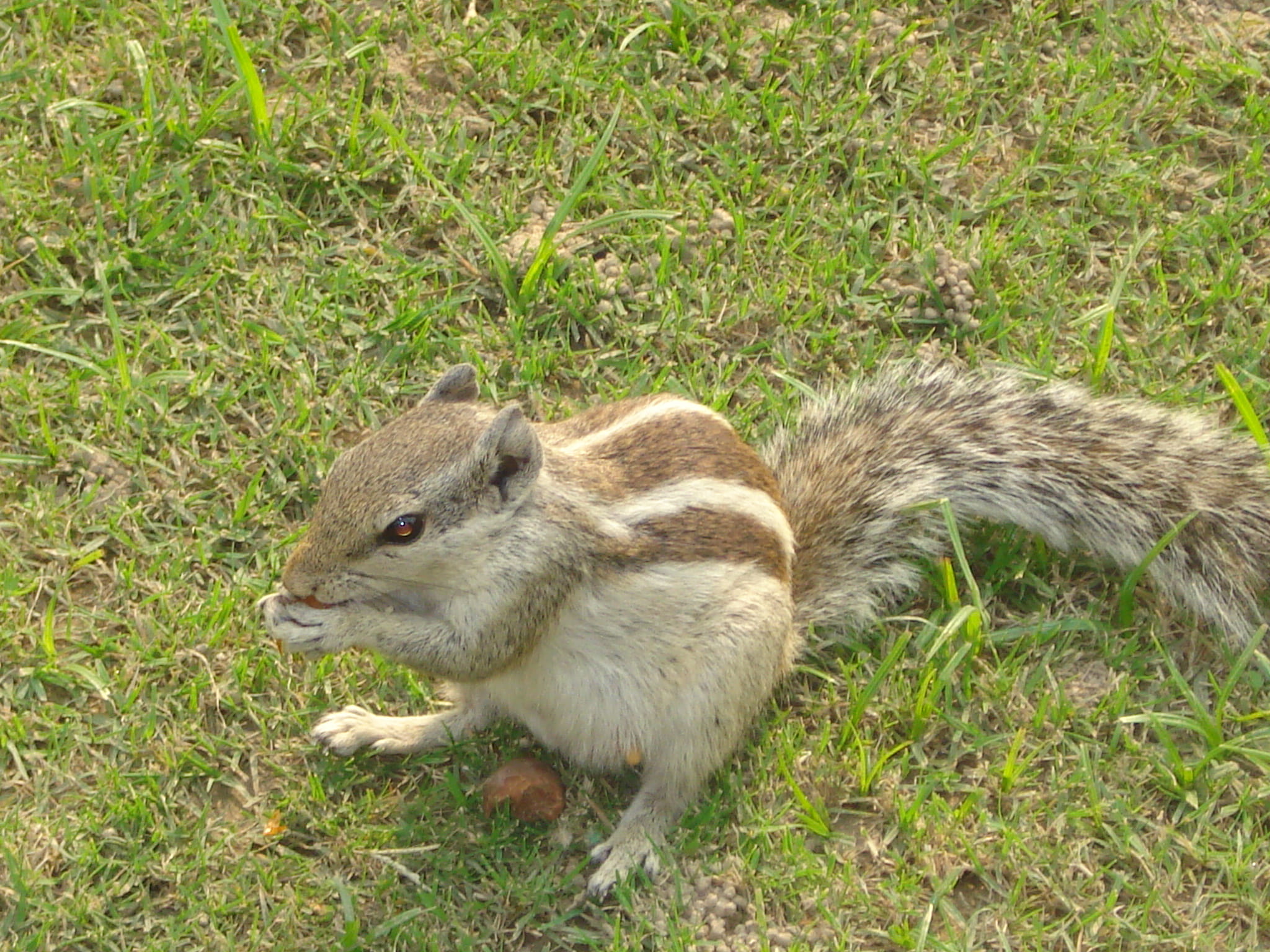 animals, animals in the wild, nature, 1080P, raj ghat, animal wildlife, grass, rodent, close-up, herbivorous, day, no people, new delhi, vertebrate, mammal, HD Wallpaper