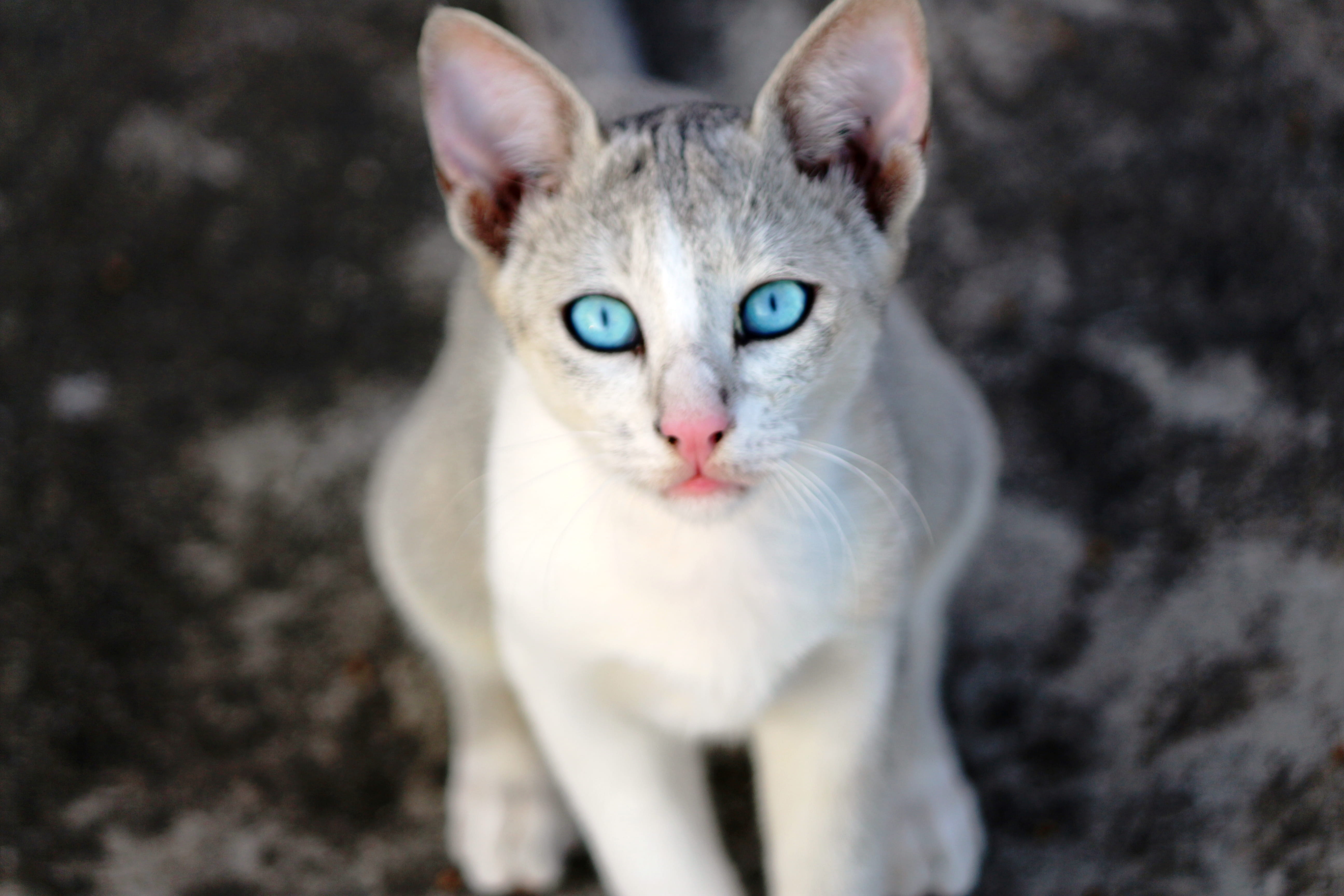 domestic cat, 5K, animal body part, blue eyes, pets, white, cats, eye, cat, one animal, looking at camera, mammal, emotion, domestic, mouth open, whisker, HD Wallpaper