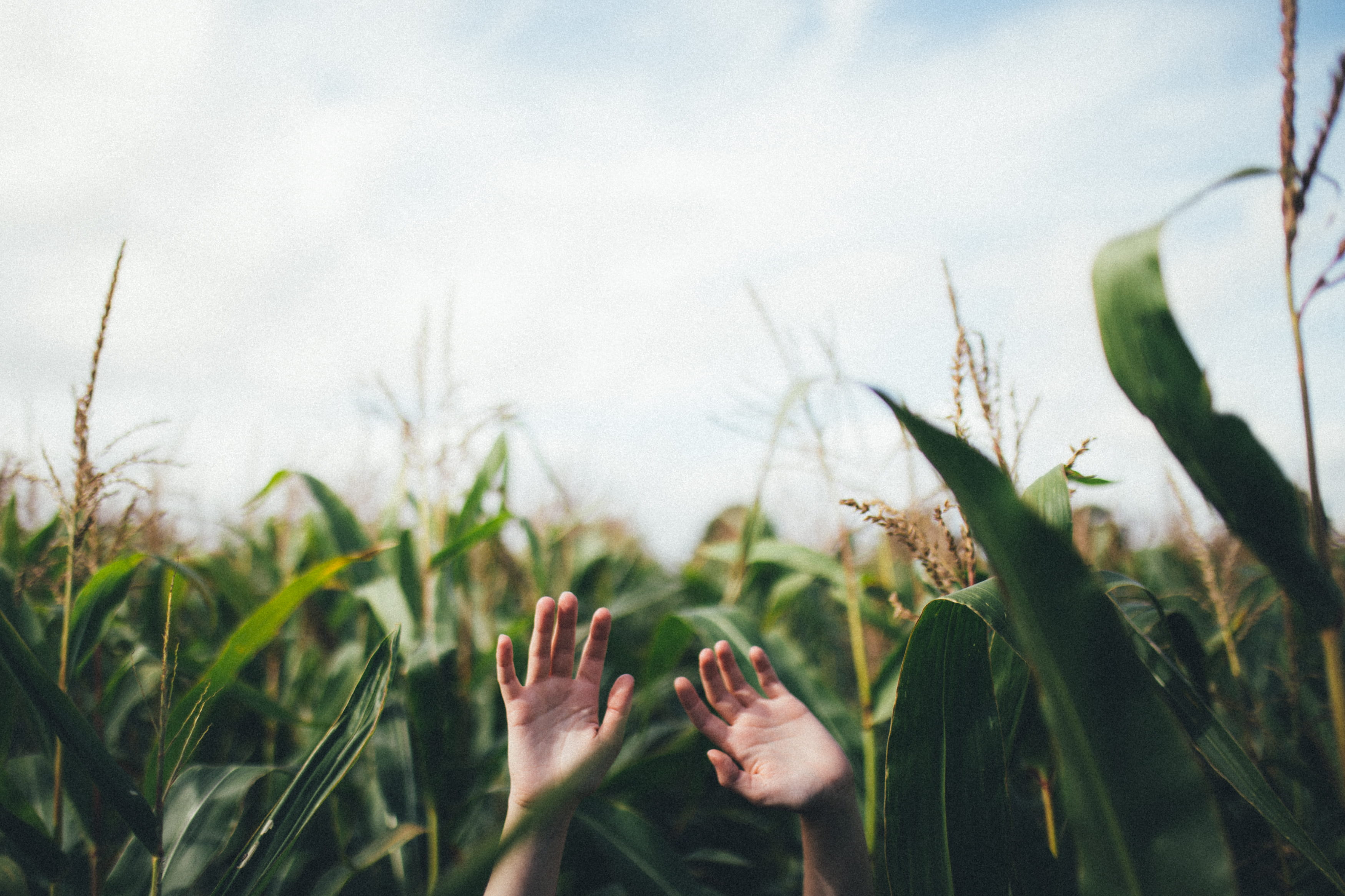 crop, one person, human arm, day, land, selective focus, unrecognizable person, near, leisure activity, two, landscape, close-up, adult, rural Scene, outdoors, HD Wallpaper