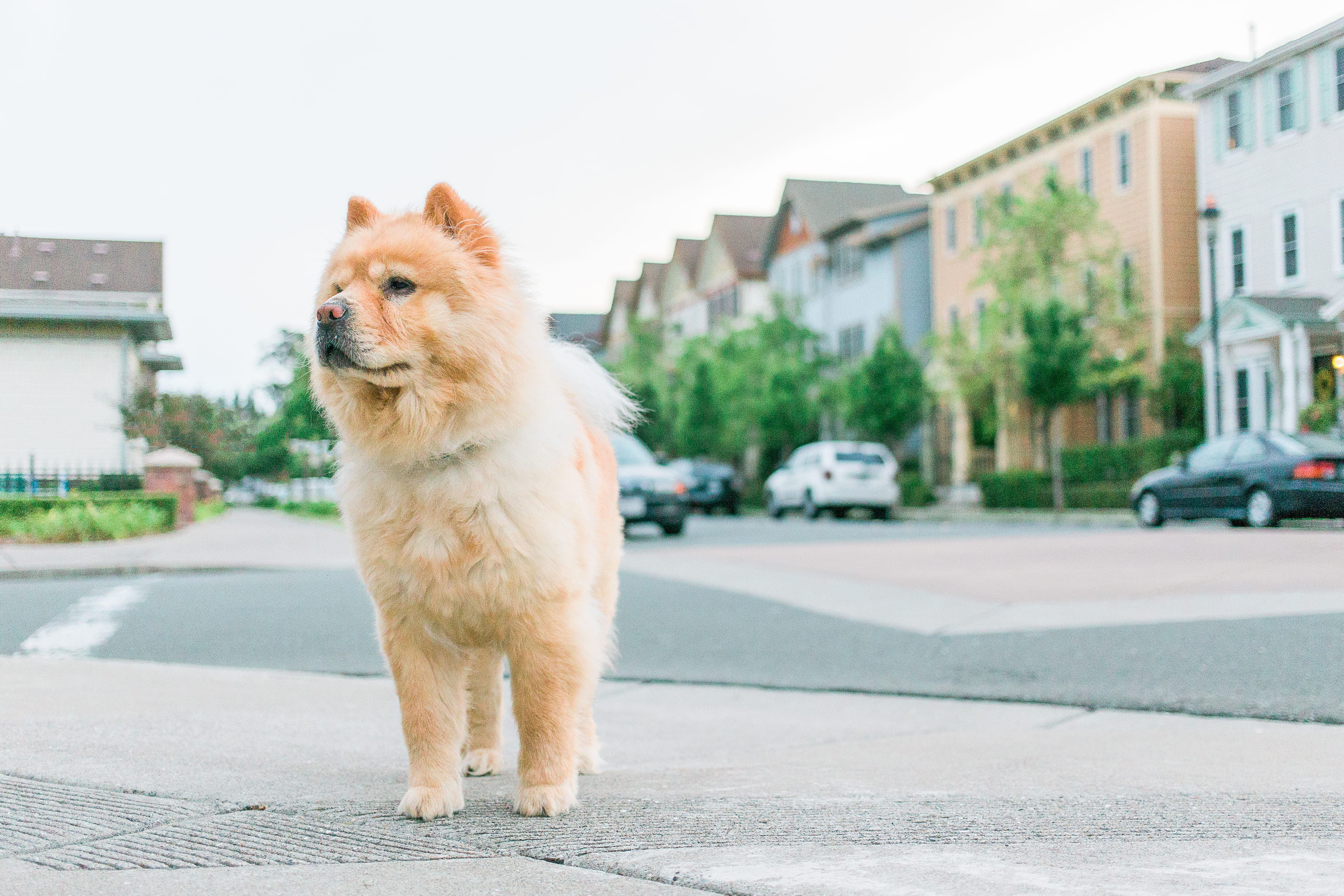 looking, one animal, daytime, street, chow, purebred Dog, architecture, canine, cute, domestic, animal themes, built structure, focus on foreground, no people, HD Wallpaper