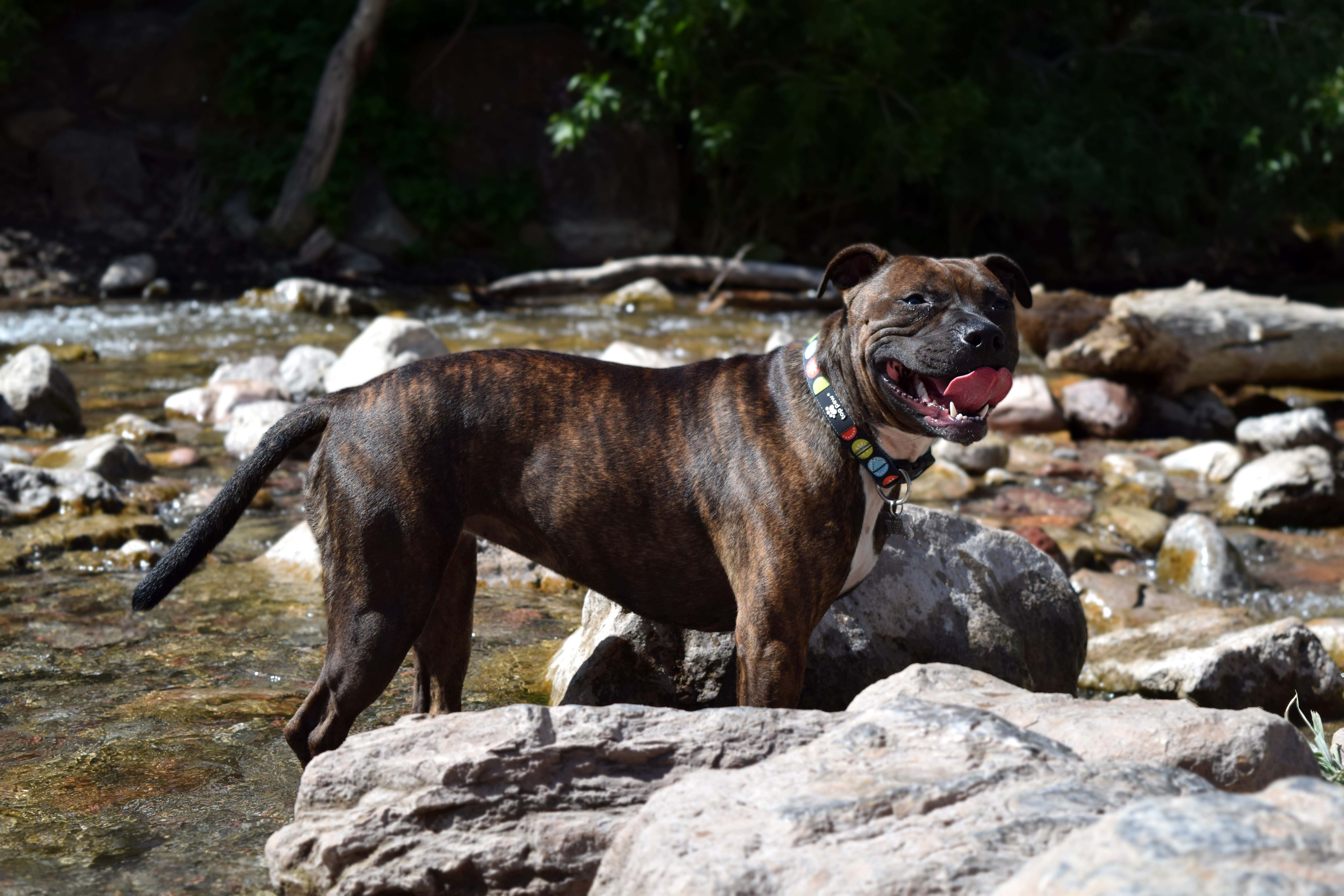 pet, animal, rock, bull, purebred, mammal, park, rock - object, pedigree, dog, cute, staffordshire, river, canine, staffie, stafford, puppy, staff, 5K, HD Wallpaper