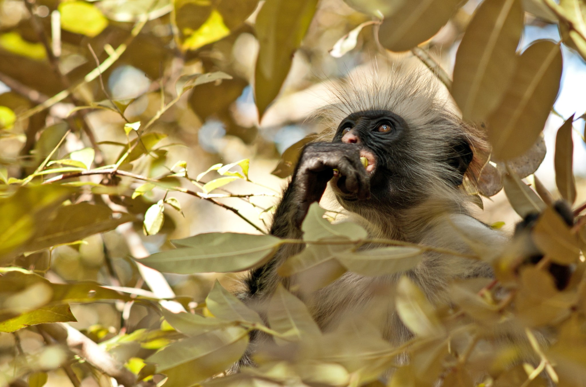 1080P, tree, monkey, leaves, forest, HD Wallpaper