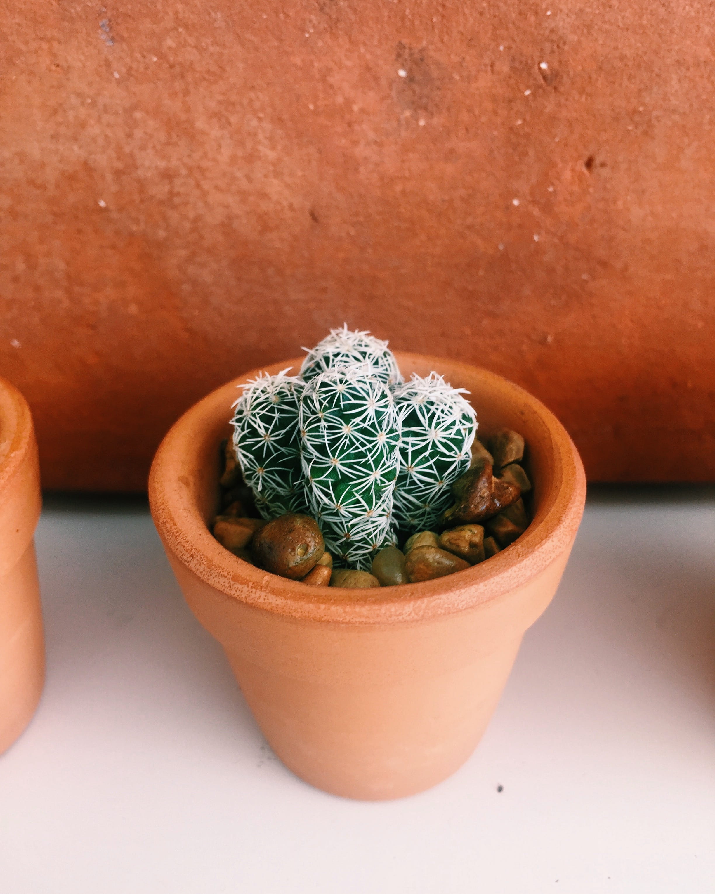 indoors, decoration, wall, succulent plant, growth, green, flora, container, no people, prickly, nature, ceramic, cactus plant, 2K, beside, brown, high angle view, Phone HD Wallpaper