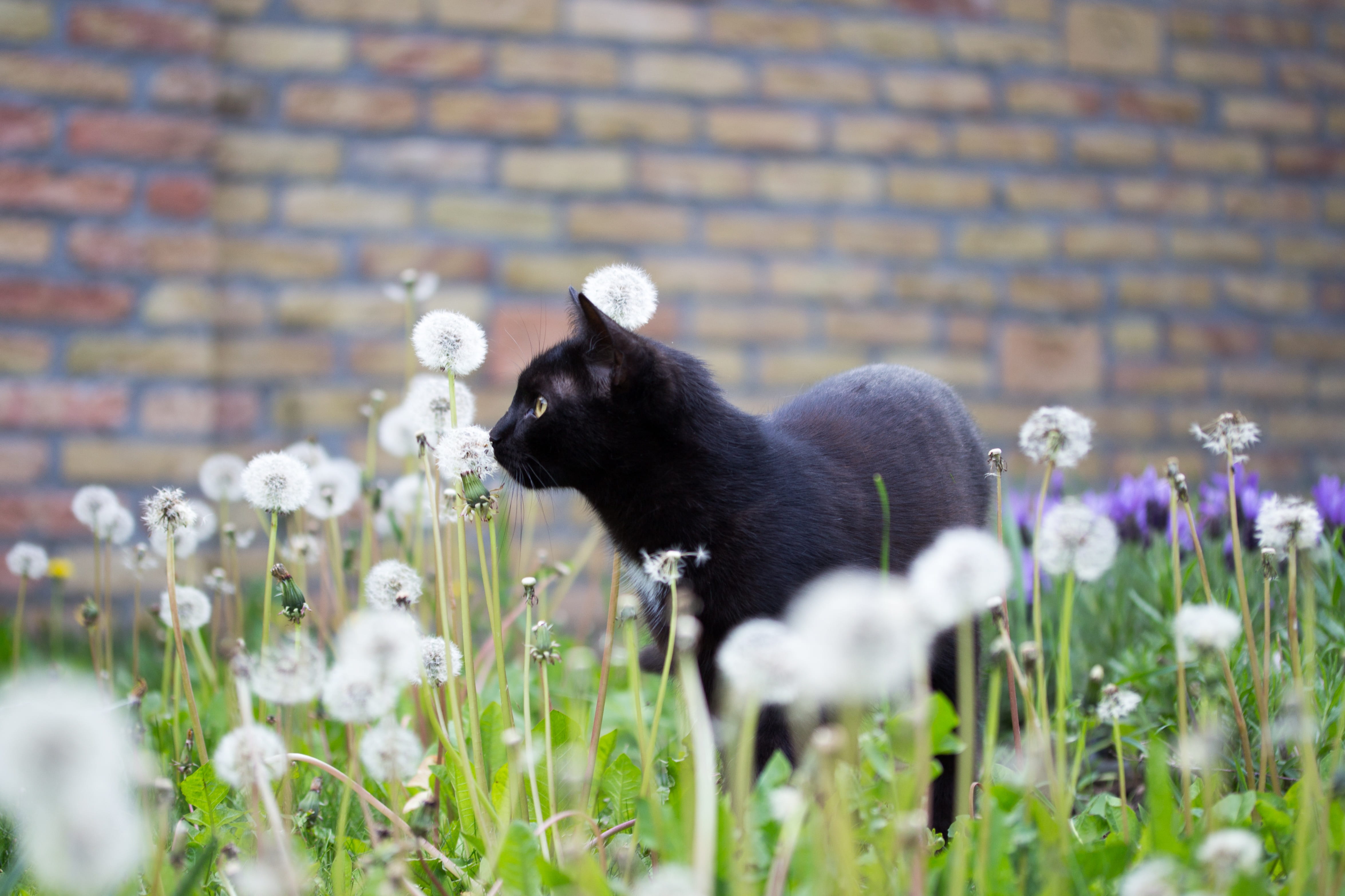outdoors, black puss, brick wall, Bombay cat, one animal, mammal, ferrets, walking, plant, selective focus, fragility, beauty in nature, flower, daytime, HD Wallpaper