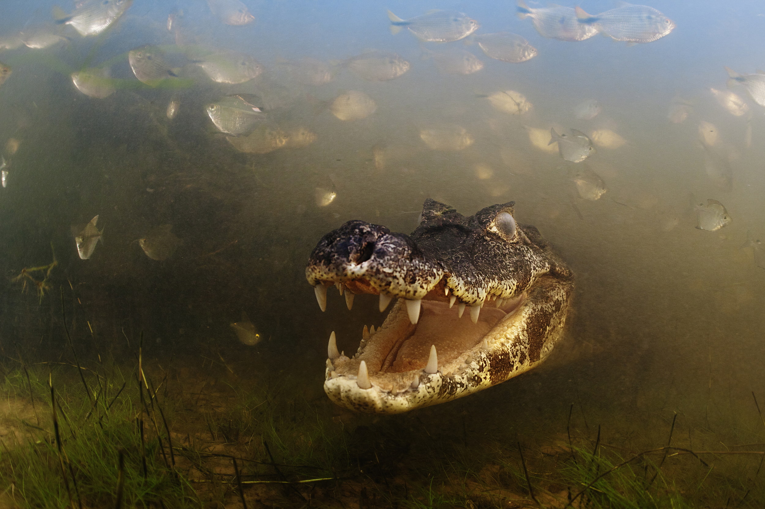 1080P, Mato Grosso, Teeths, Alligator, Fishes, Aquatic Vegetation, Caiman, Brazil, River, Pantanal, Brasil, HD Wallpaper