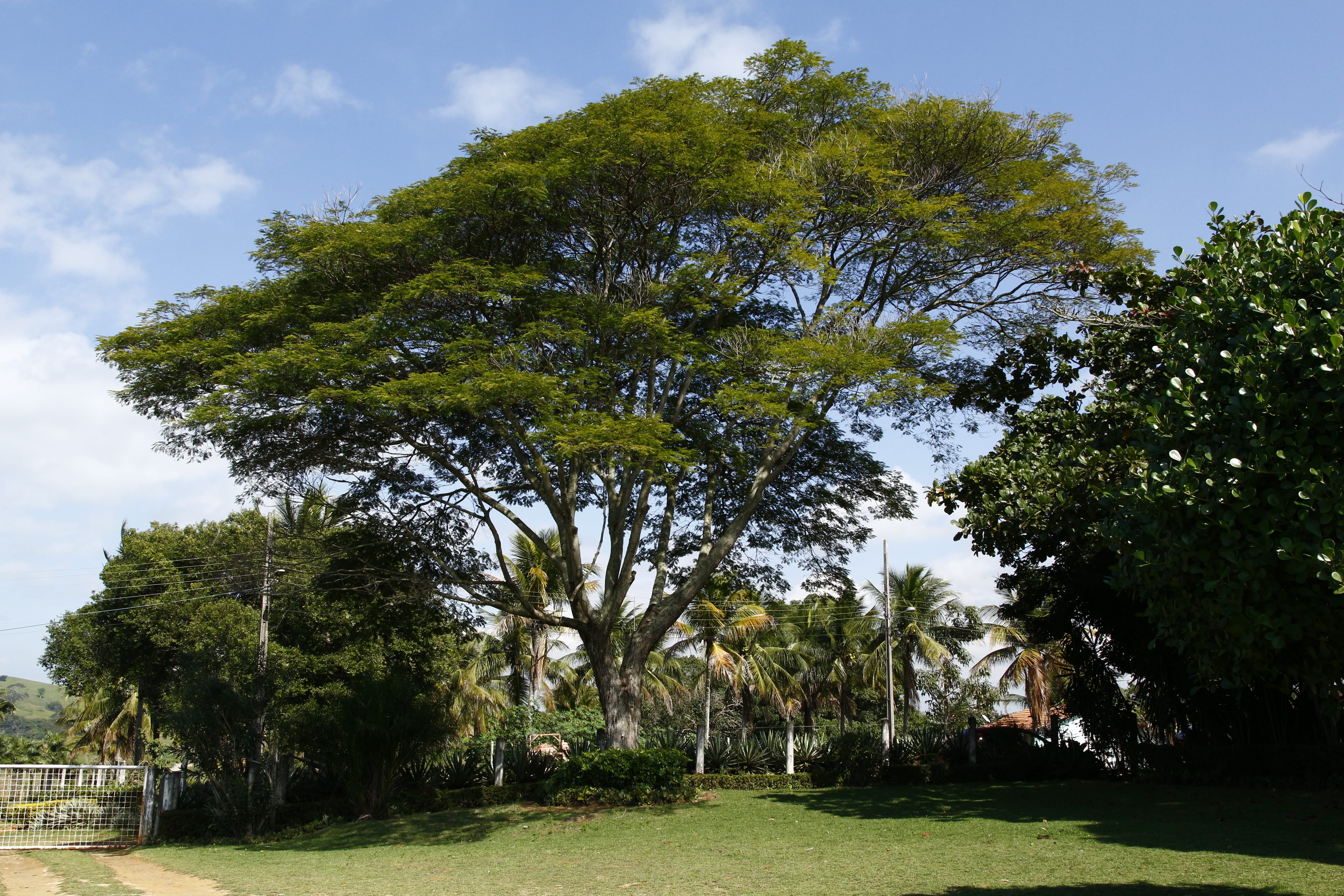 verde, 5K, photo, grass, green color, outdoors, brasil, cloud - sky, no people, growth, photographer, green, natureza, sky, sunlight, tranquility, landscap, HD Wallpaper