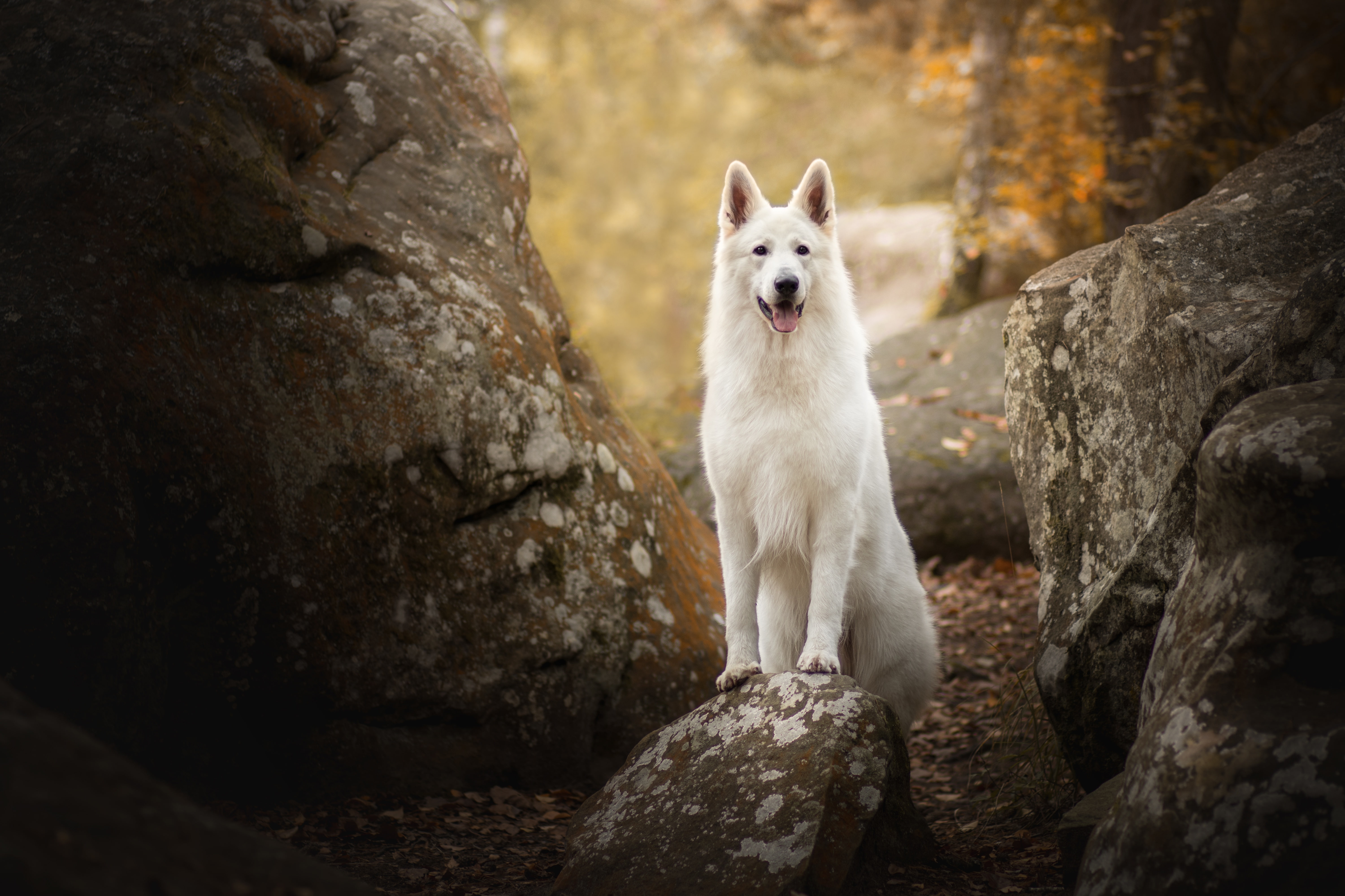 stones, The white Swiss shepherd dog, dog, 5K, HD Wallpaper