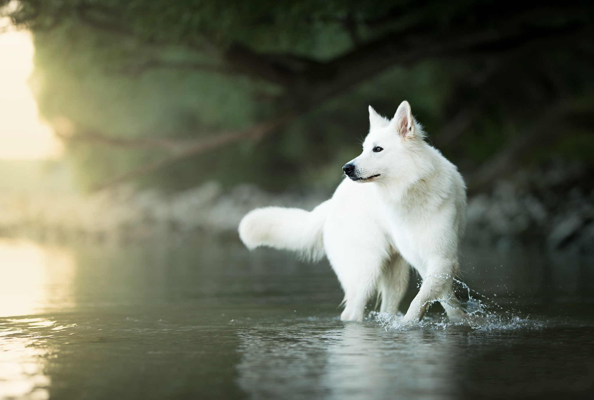 The white Swiss shepherd dog, 1080P, water, dog, bokeh, HD Wallpaper