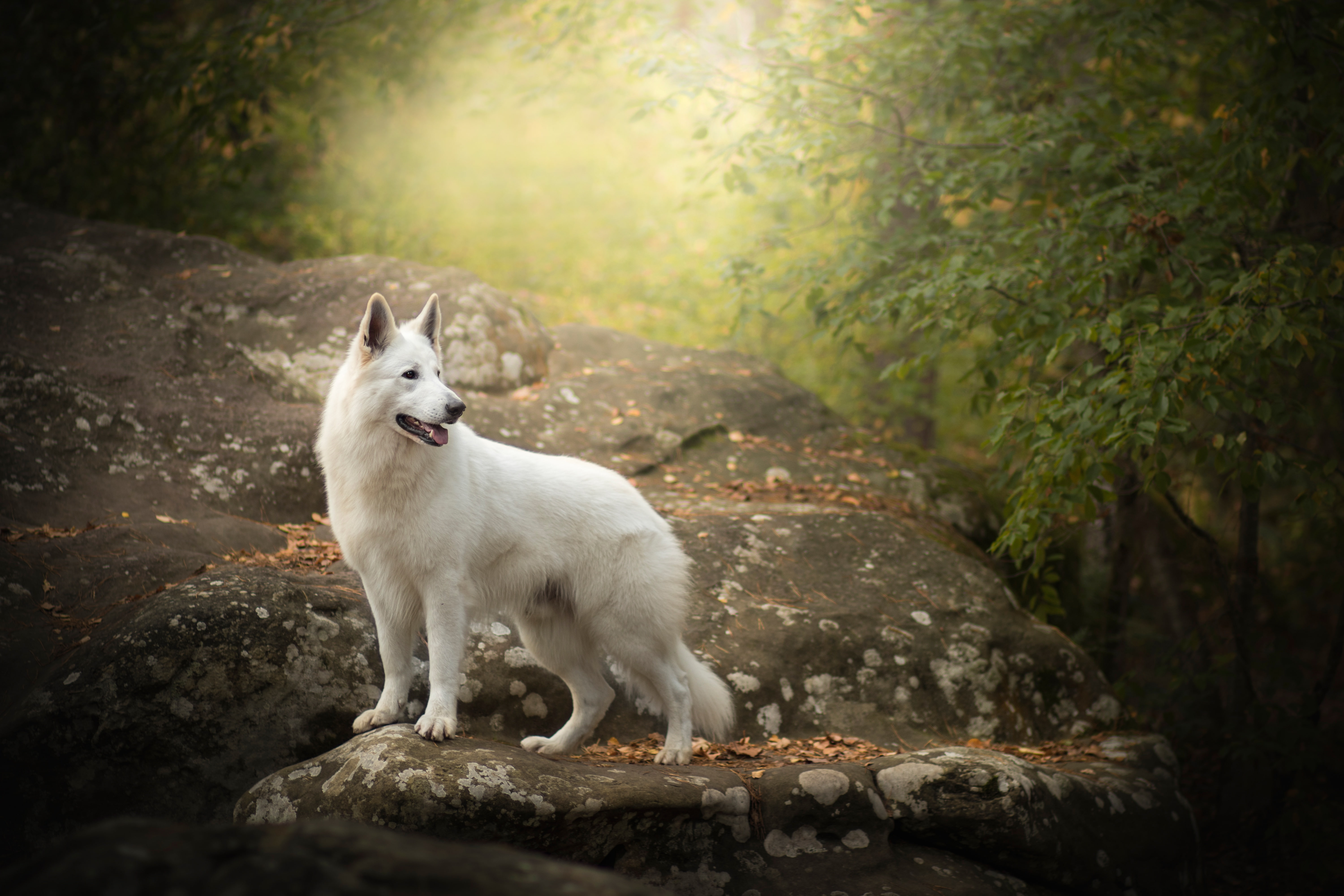 The white Swiss shepherd dog, dog, autumn, 5K, stone, HD Wallpaper