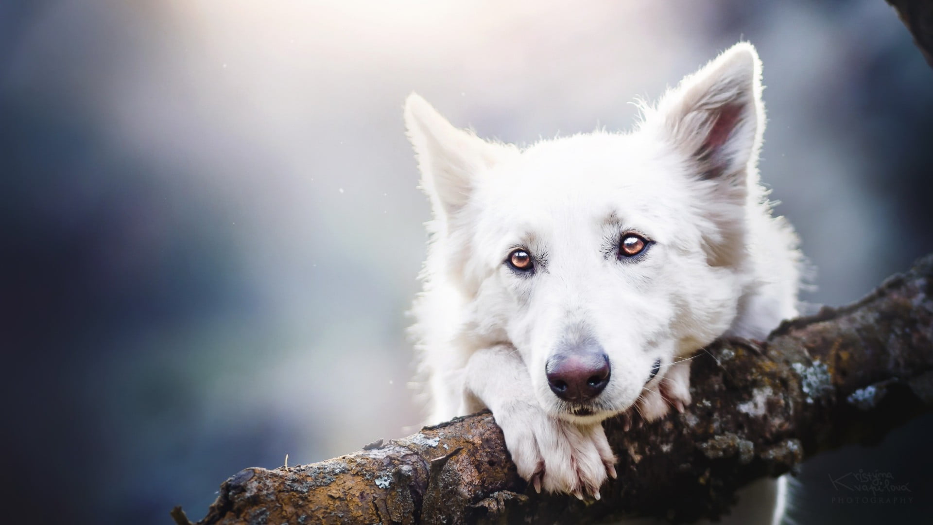 snow, white swiss shepherd dog, portrait, shepherd dog, shepherd, domestic animals, 1080P, animal, canine, focus on foreground, domestic, day, white color, HD Wallpaper
