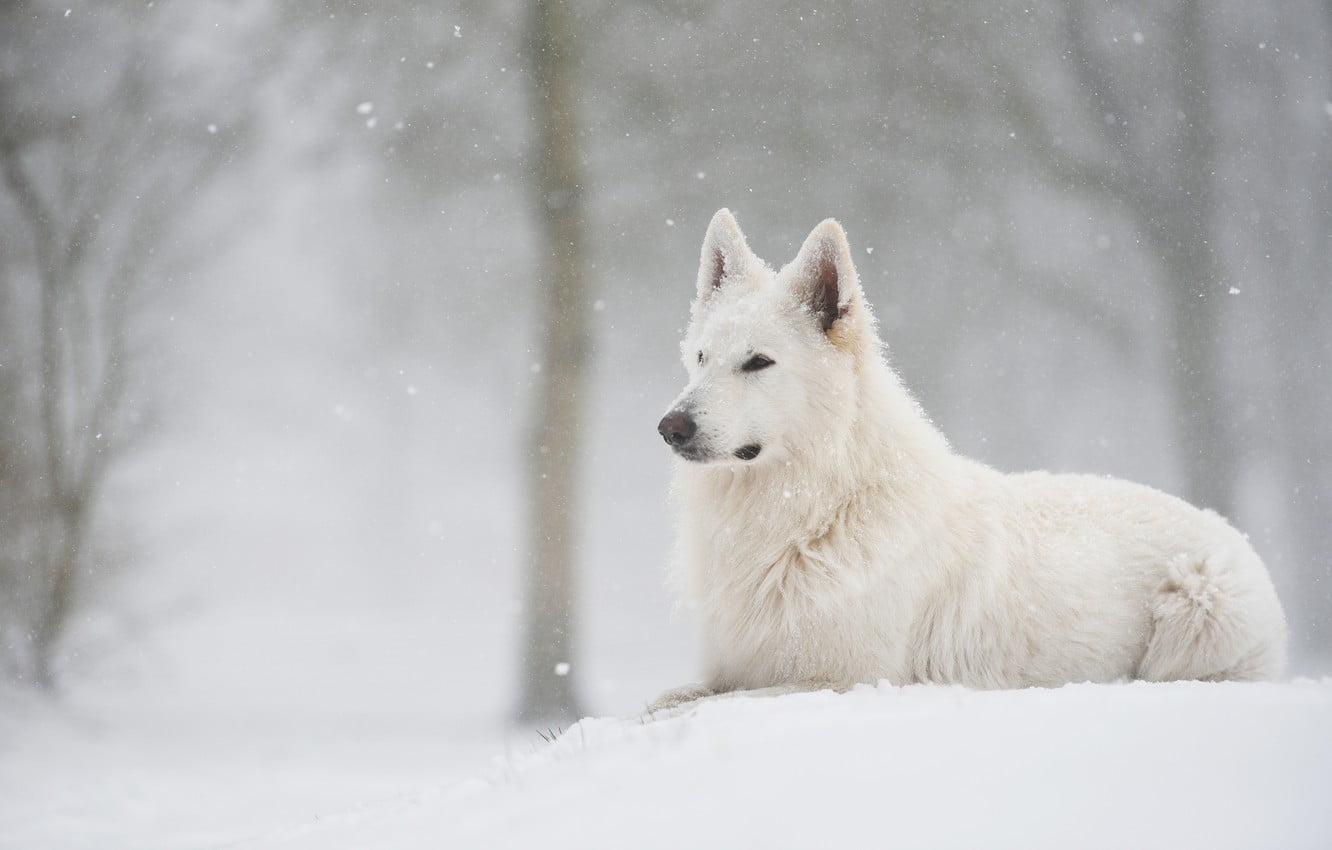 white, dog, White German Shepherd, forest, 720P, snow, HD Wallpaper