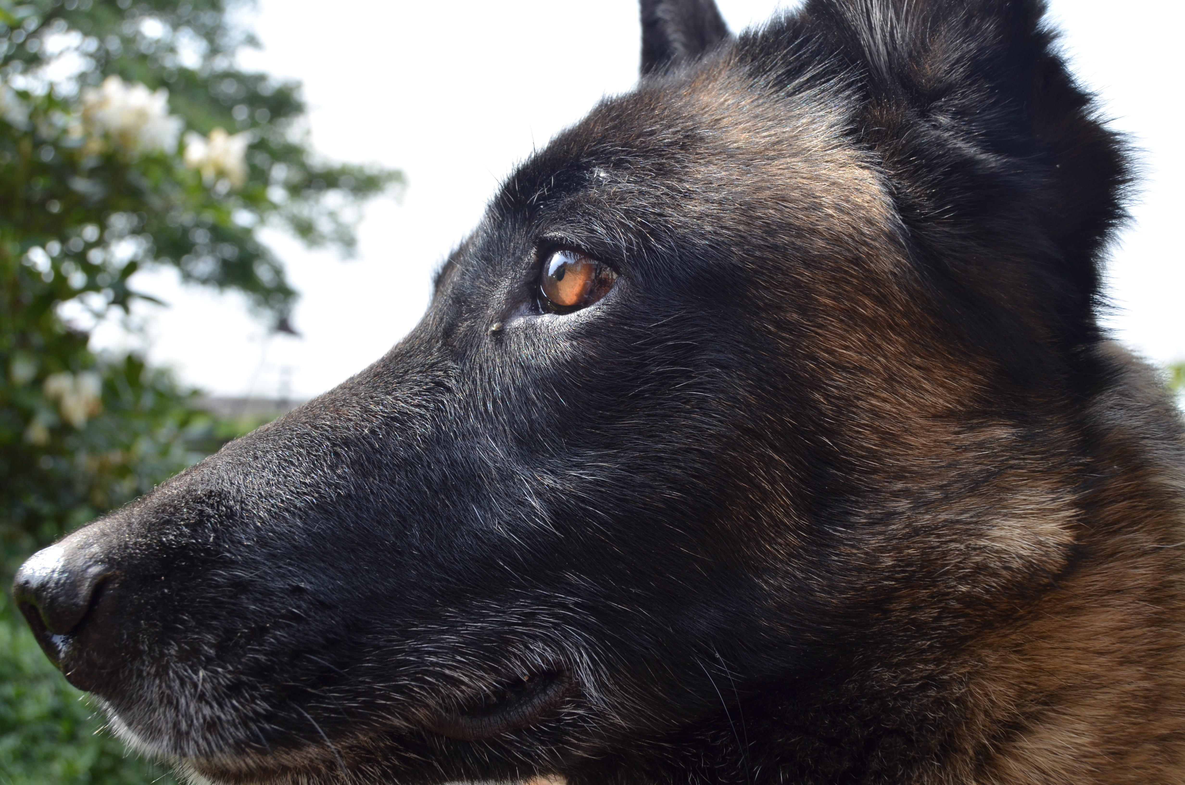 animal body part, no people, focus on foreground, shepherd dog, 4K, profile view, domestic animals, day, close-up, domestic, black color, pets, one animal, HD Wallpaper