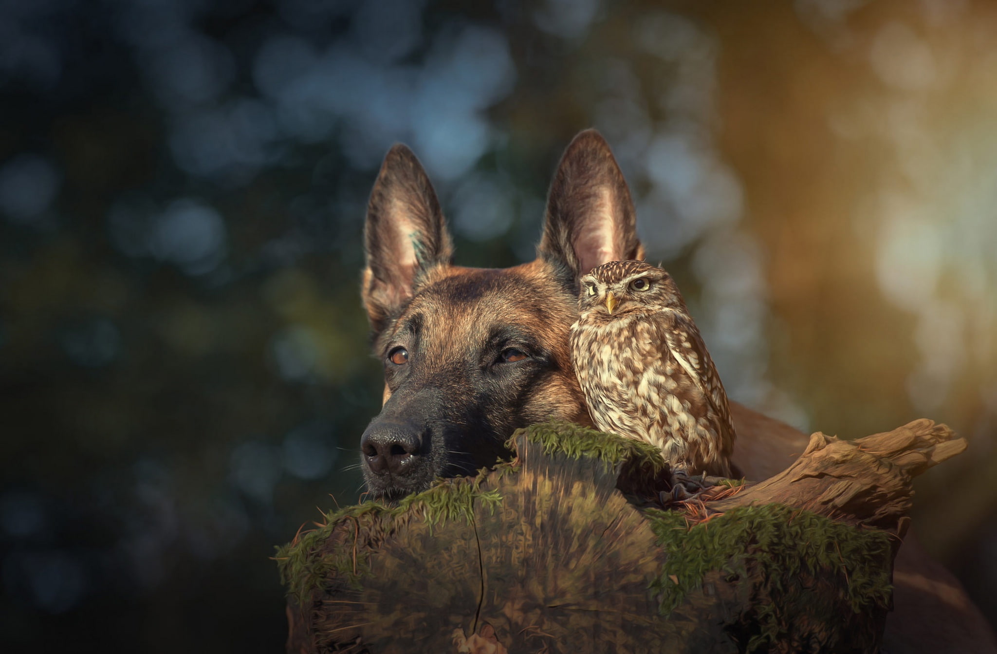 stump, portrait, bokeh, dog, animals, background, bird, owl, friends, 1080P, Belgian shepherd, nature, friendship, HD Wallpaper