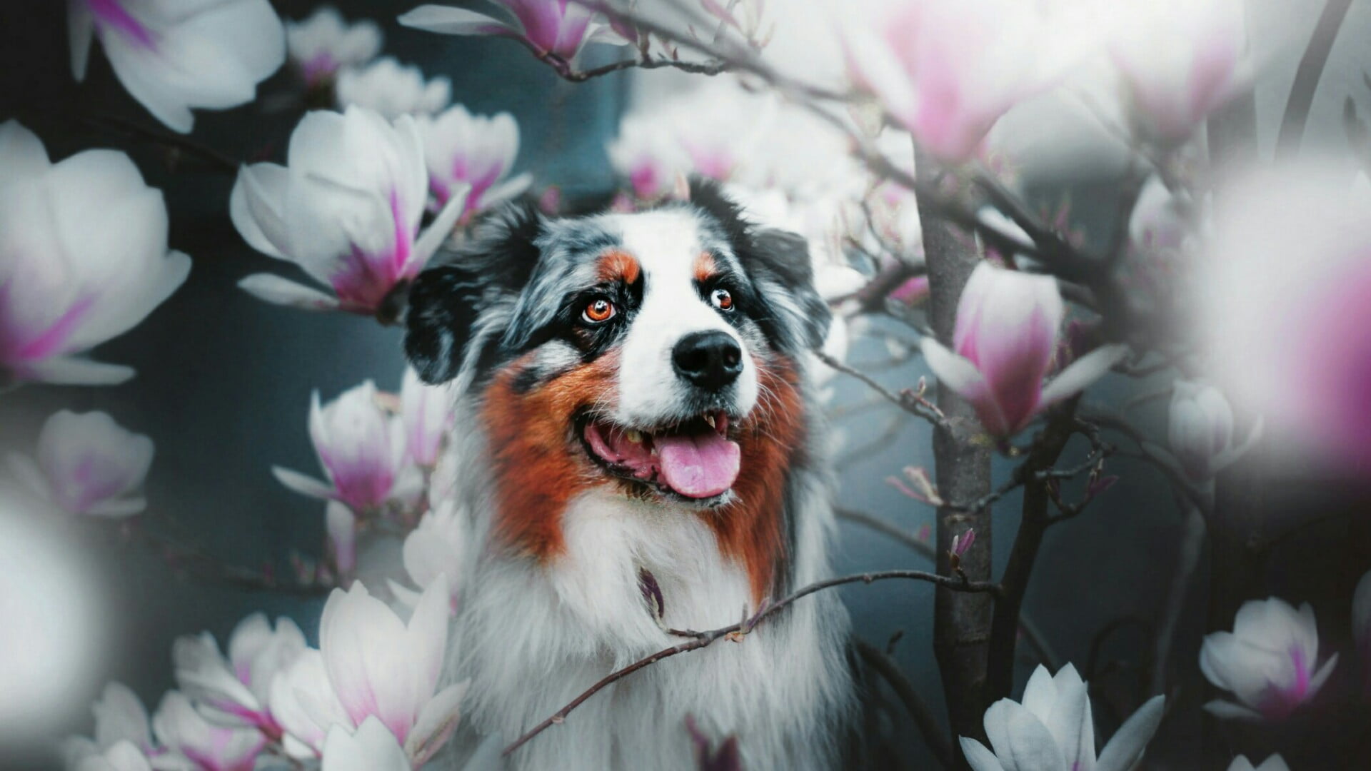 plant, domestic animals, vertebrate, magnolia, small, close-up, no people, blooming, mammal, flower, domestic, one animal, animal head, flowers, spring, HD Wallpaper