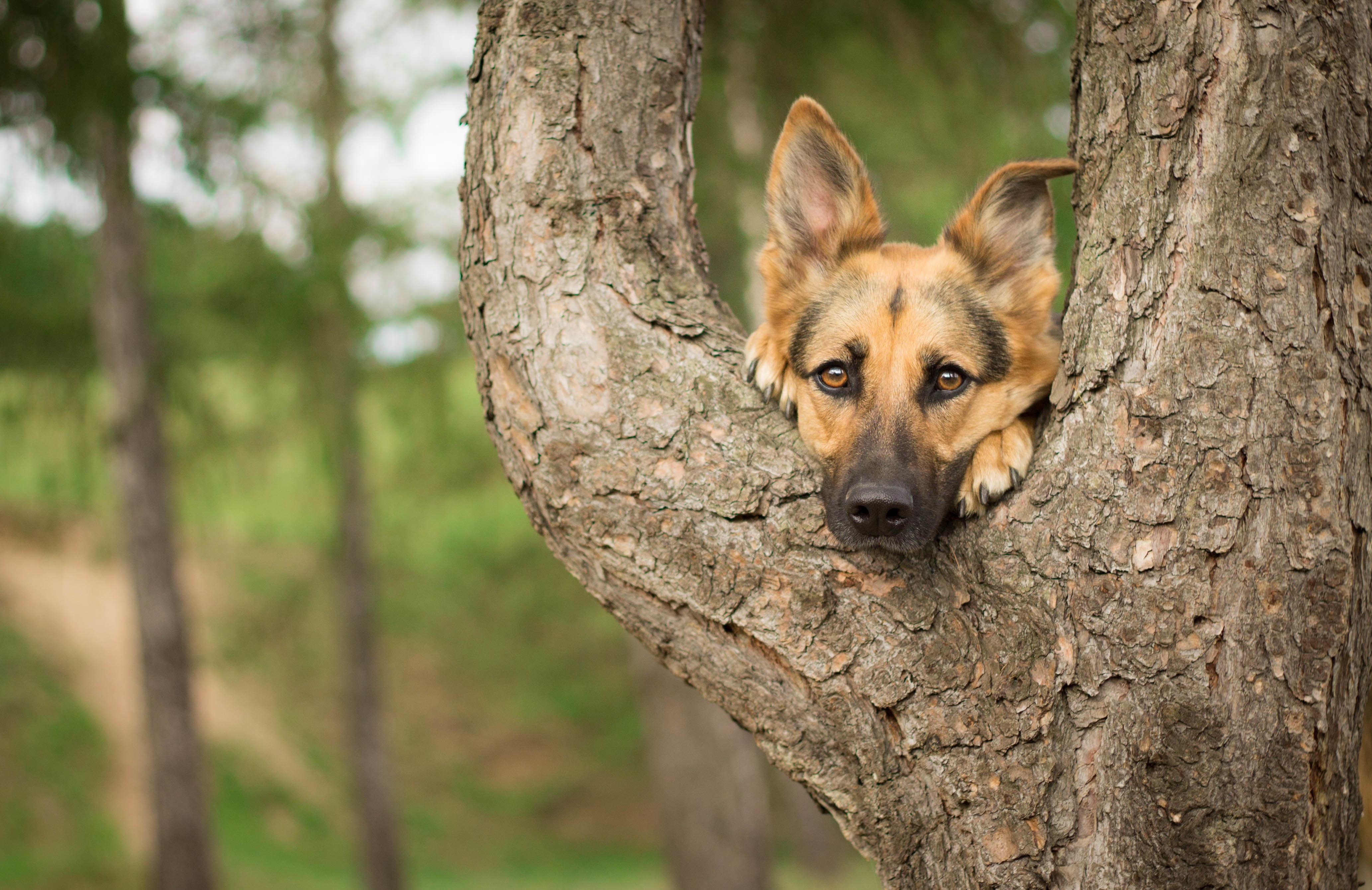 photography, trees, dog, German Shepherd, 4K, HD Wallpaper