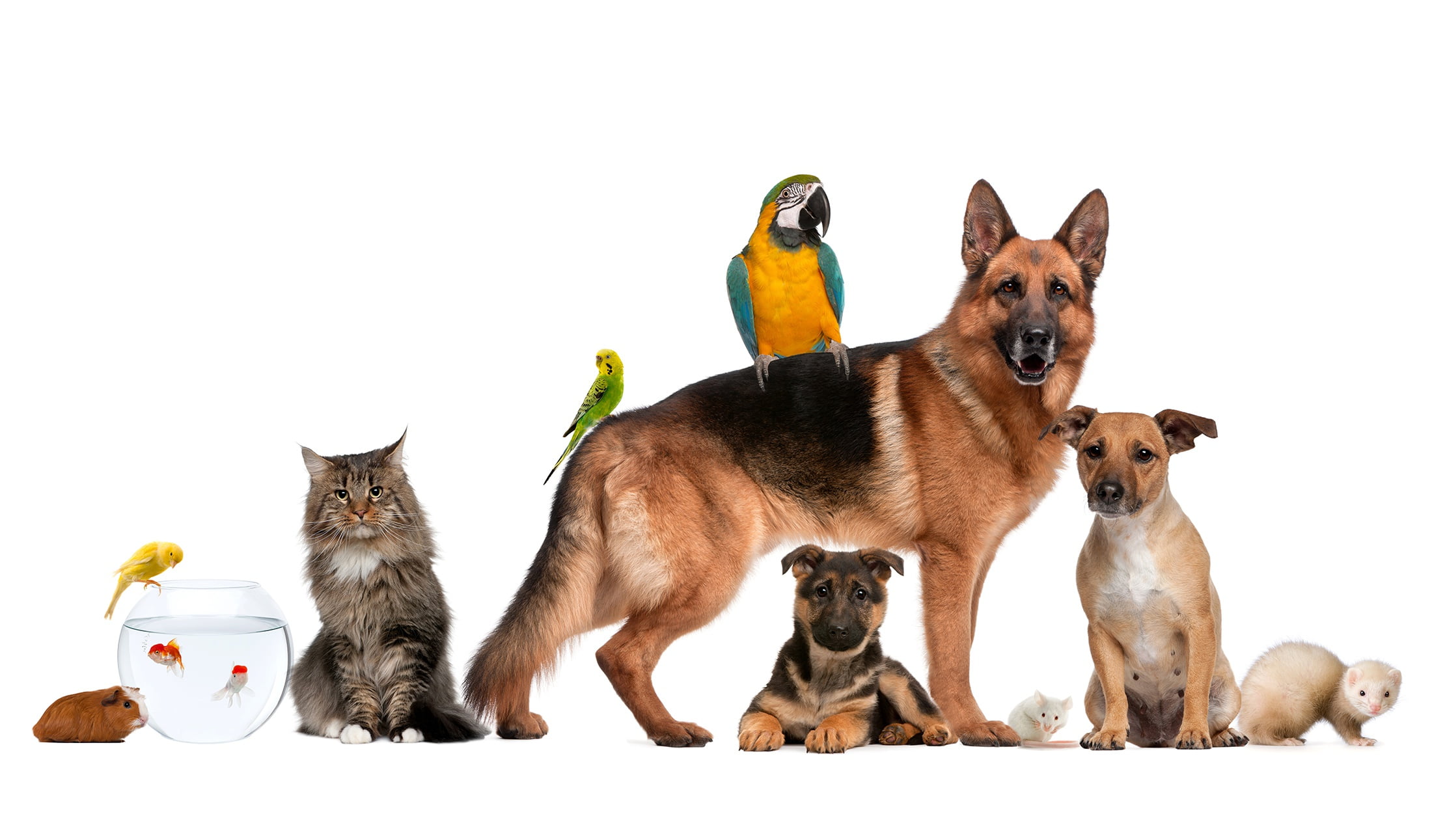 shepherd, cat, ferret, dogs, 1080P, Guinea pig, parrot, fish, HD Wallpaper