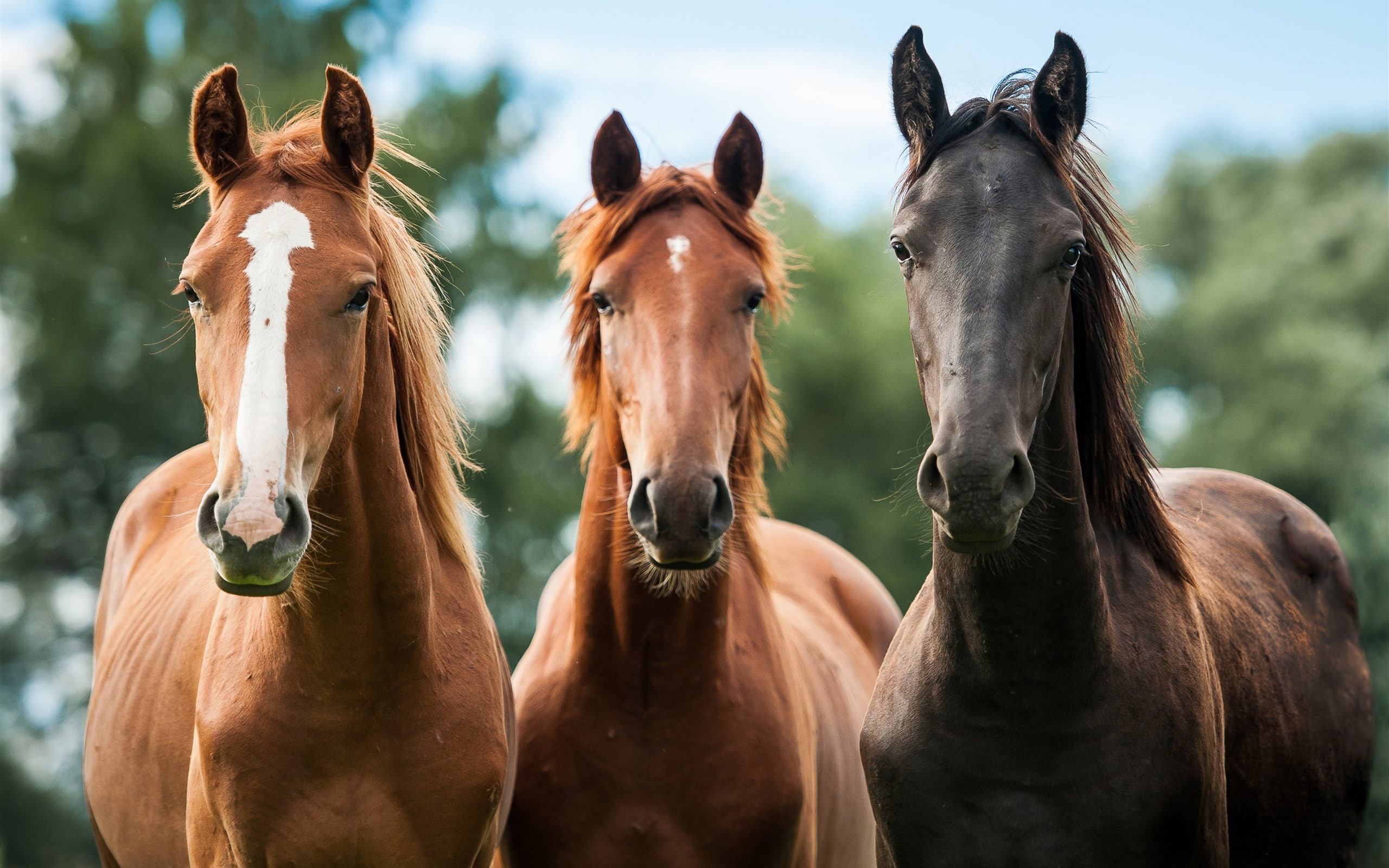 Three, 2K, View, Horses, Front, HD Wallpaper