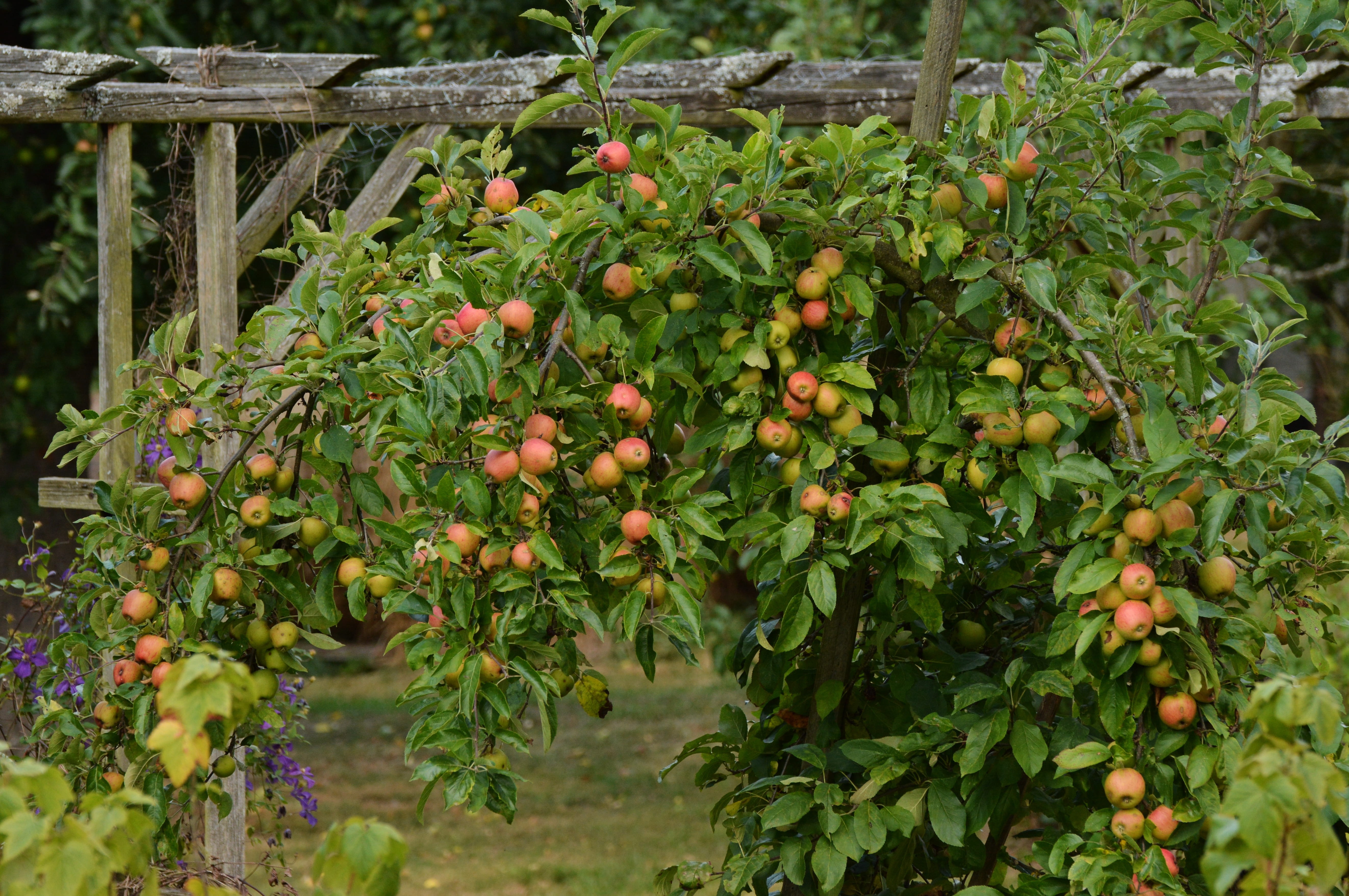tree, food and drink, plant part, nature, agriculture, Apple Tree, Fruit, no people, orange color, fruits, growth, plantation, 5K, orange, freshness, wellbeing, HD Wallpaper