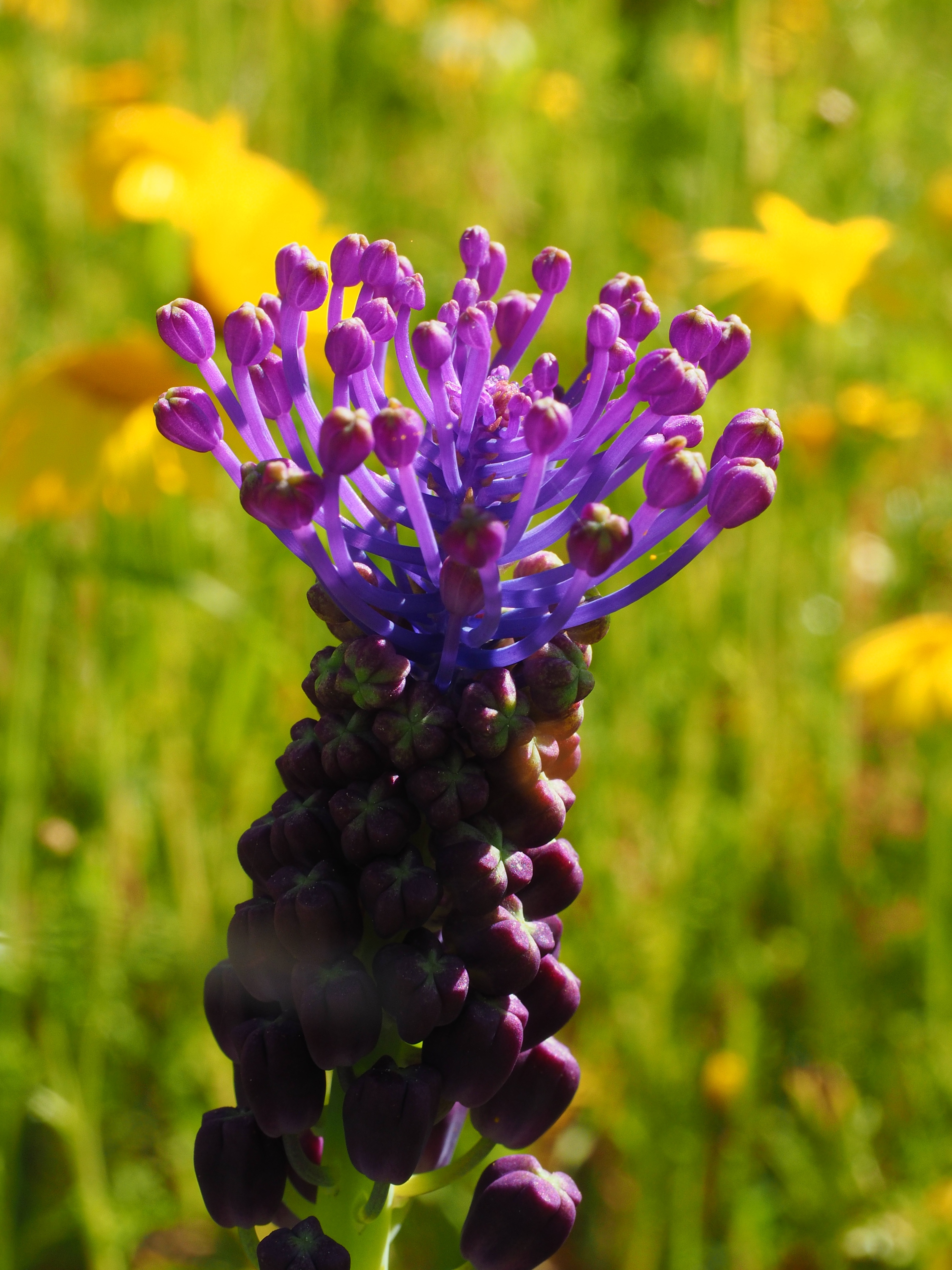blossom, branches, schopf, spherical, nature, asparagus plant, purple, oblong, bluish, growth, regenballist, field, display apparatus, hundskerlauch, fragility, Phone HD Wallpaper