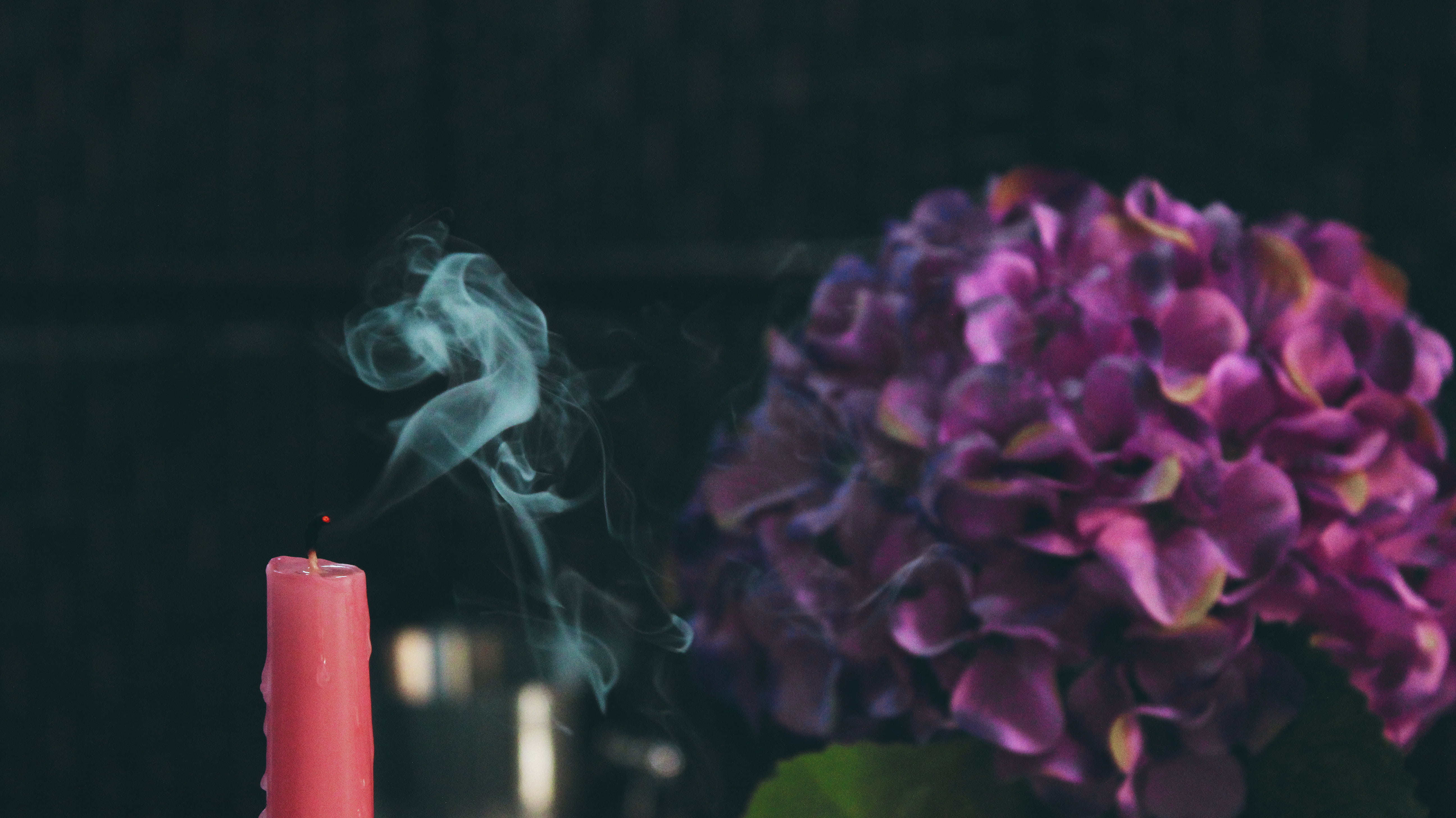 flowering plant, day, candle, close-up, black background, focus on foreground, flowers, freshness, nature, purple, hydrangeas, petal, blur, violet, beauty in nature, HD Wallpaper